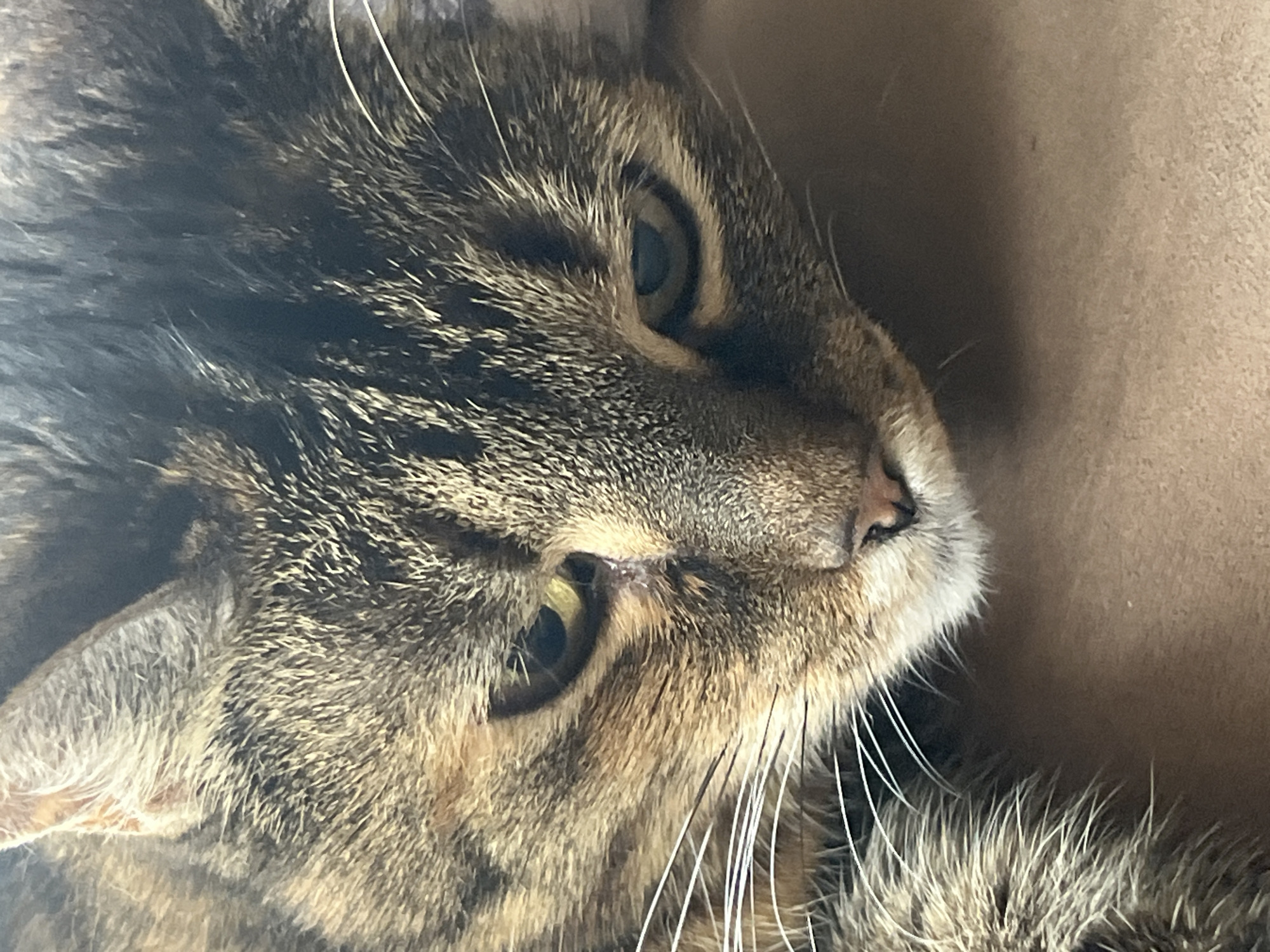 A close-up shot captures the head of a tabby cat resting on a light brown surface. The cat's fur is a mix of brown, black, and lighter tan stripes, with prominent white whiskers extending from its muzzle. One of the cat's eyes, a golden yellow, is clearly visible and appears to be slightly narrowed. The other eye is partially obscured. The cat's nose is dark, and its ears are visible at the top of the frame. The background is a soft, out-of-focus brown, suggesting the cat is indoors. There are no indications of the city of Vladimirovka, Russia, or any other geographical information within the image.