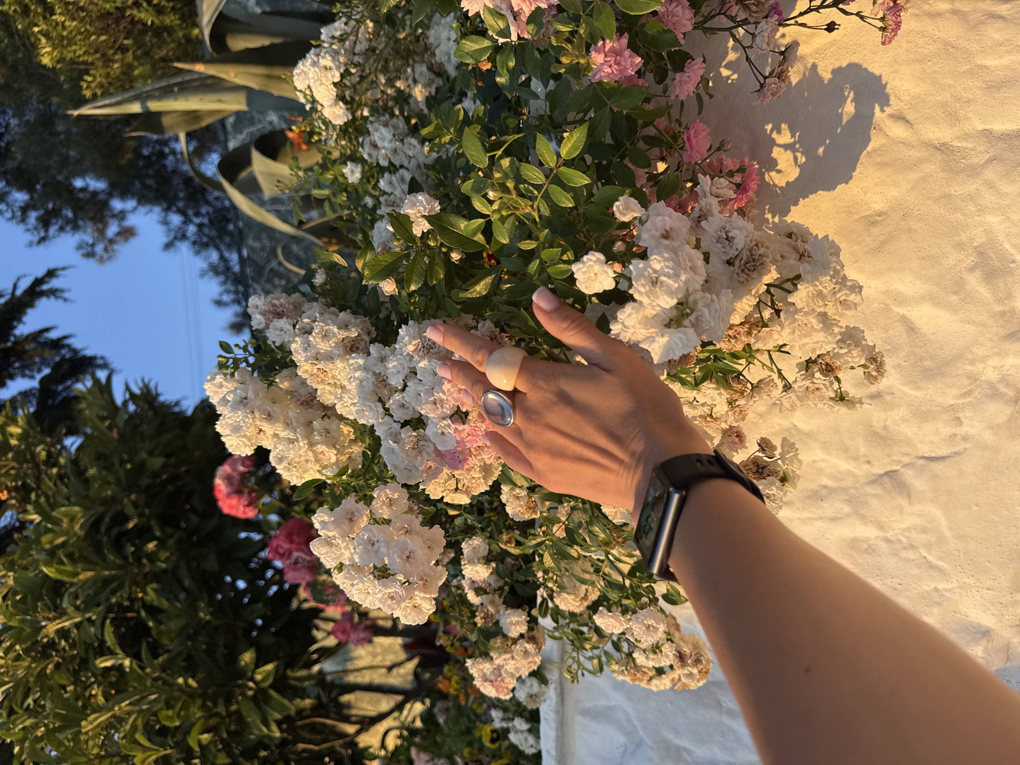 A close-up shot shows a person's hand reaching towards a cluster of small, delicate pink and white roses. The hand is adorned with a large, cream-colored ring on the index finger and a smartwatch on the wrist. The roses are lush and full, with green foliage visible. In the background, an agave plant with spiky leaves is partially visible, along with trees and a clear blue sky. The scene is bathed in the warm glow of the setting sun, casting soft shadows on a textured white wall. The overall mood is serene and tranquil, evoking a sense of natural beauty and calm. The orientation of the image is rotated, with the sky appearing on the left and the ground on the right. The context suggests this scene is taking place in Sochi, Russia, likely during a late afternoon or early evening when the golden hour light illuminates the flowers and wall.