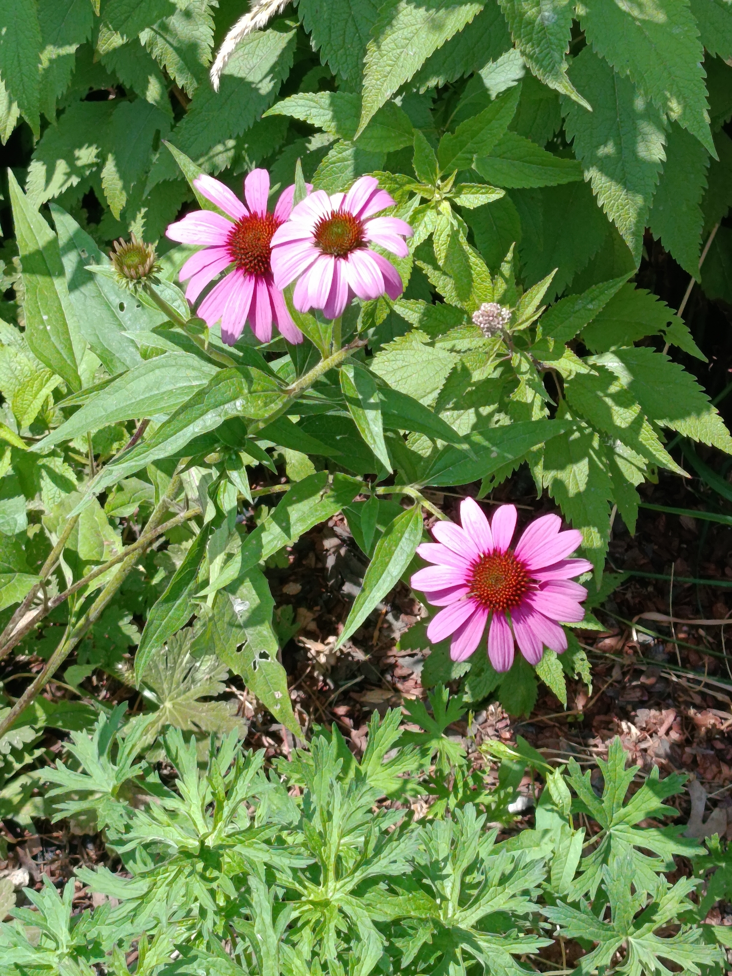 The image displays a close-up view of three pink coneflower blossoms with brown centers, nestled amongst lush green foliage. The flowers are in varying stages of bloom, with one unopened bud visible. The background consists of dark soil and mulch. The scene appears to be an outdoor garden setting. There is no information in the image that indicates a specific location within the city of Saratov, Russia.