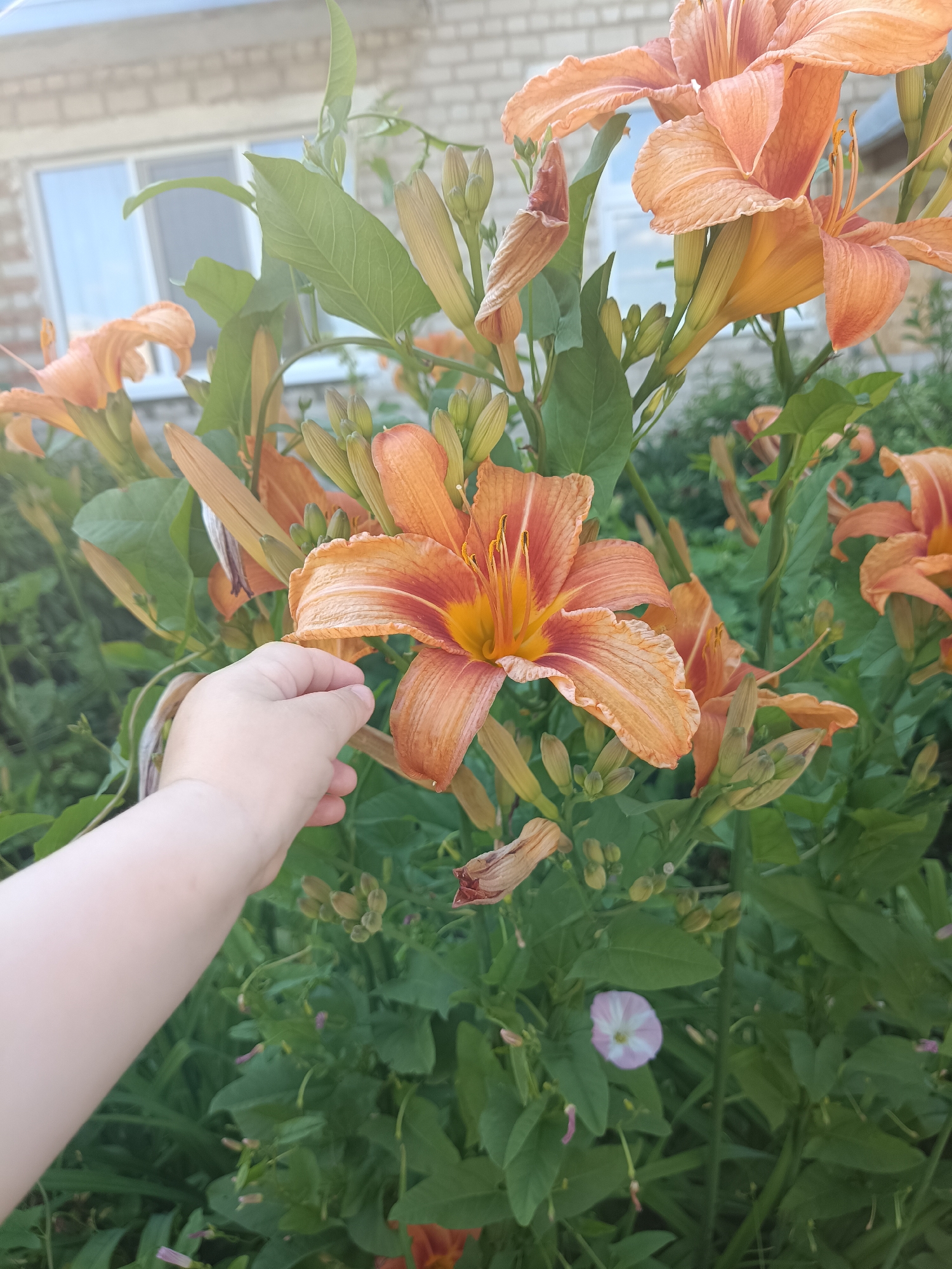 An outdoor, eye-level, close-up shot shows an adult's fair-skinned hand reaching towards the center of a cluster of blooming orange daylilies. The lilies are vibrantly colored with delicate, ruffled petals and yellow centers. Some buds and wilting flowers are also visible amongst the lush green foliage. In the background, a portion of a brick building with a window is seen, suggesting an urban or suburban setting. The overall lighting suggests it is daytime, possibly late afternoon, with soft, natural light illuminating the scene. This image was likely taken in Posad, Russia, given the provided context.