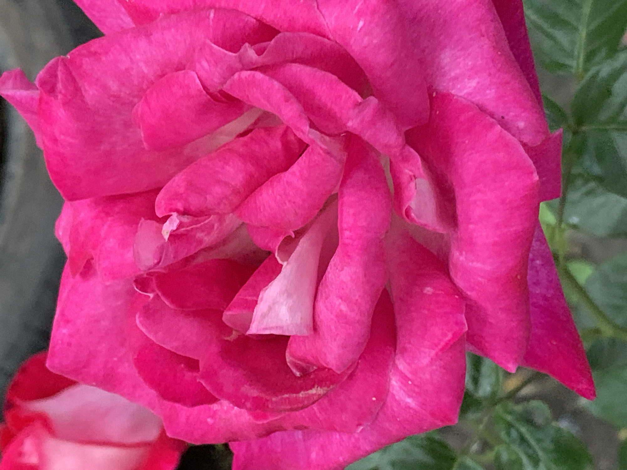 A close-up image shows a vibrant pink rose in full bloom. The petals are tightly layered and curled, creating a dense and textured appearance. The background includes indistinct green foliage and a blurred gray object on the left. The location is Unknown, Unknown.