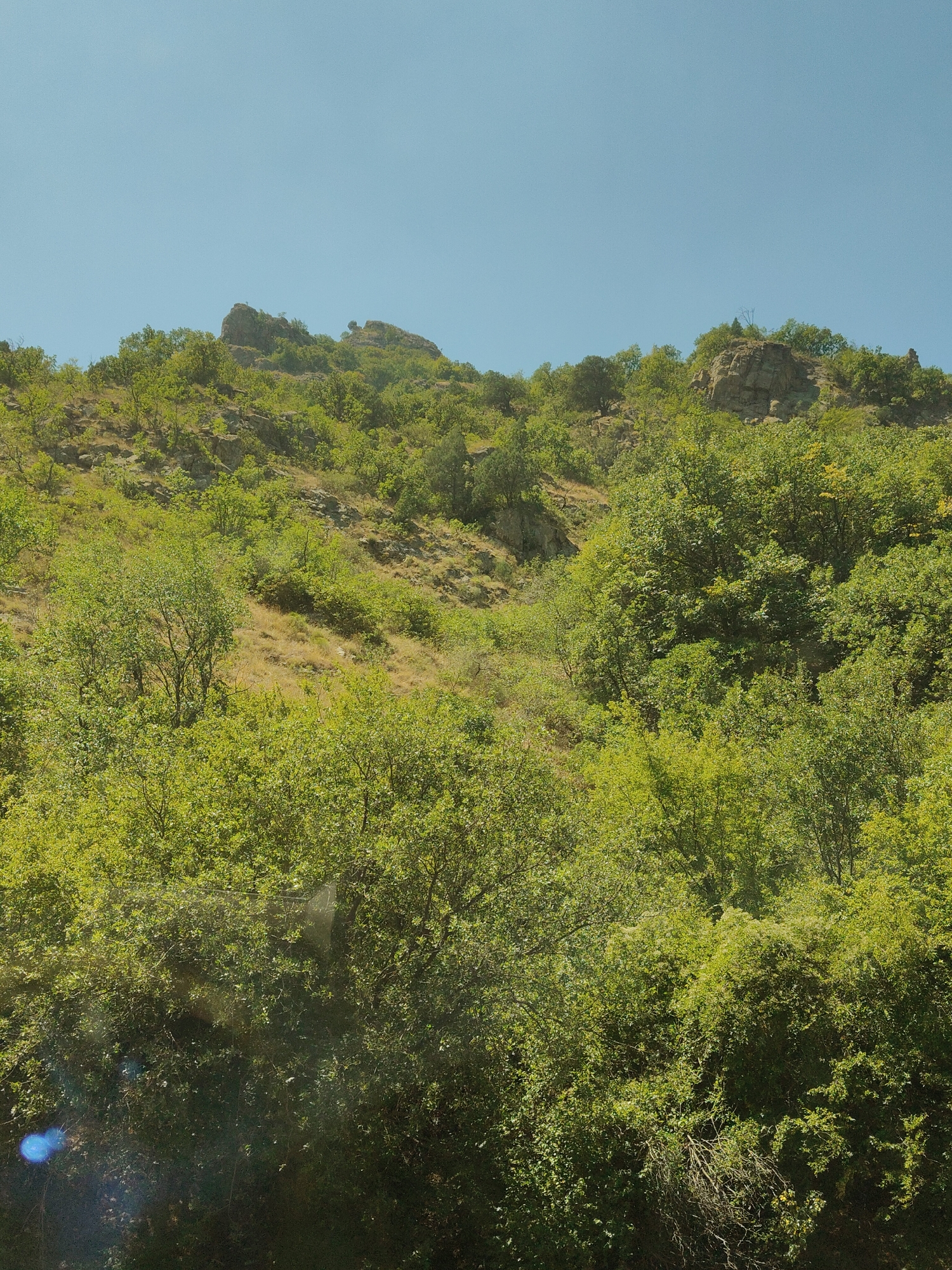 The image depicts a hilly, vegetated landscape under a clear blue sky. The foreground is dominated by dense green foliage, with some dried grasses visible on the slopes. Rocky outcrops and scattered trees are present on the hillside, leading up to more rugged terrain at the crest. The scene appears to be a natural, undeveloped area, likely in a rural or mountainous region. The location in Krupnik, Bulgaria, suggests a mountainous environment, consistent with the visual evidence of rocky hills and abundant vegetation. There are no people or man-made structures visible in the image.