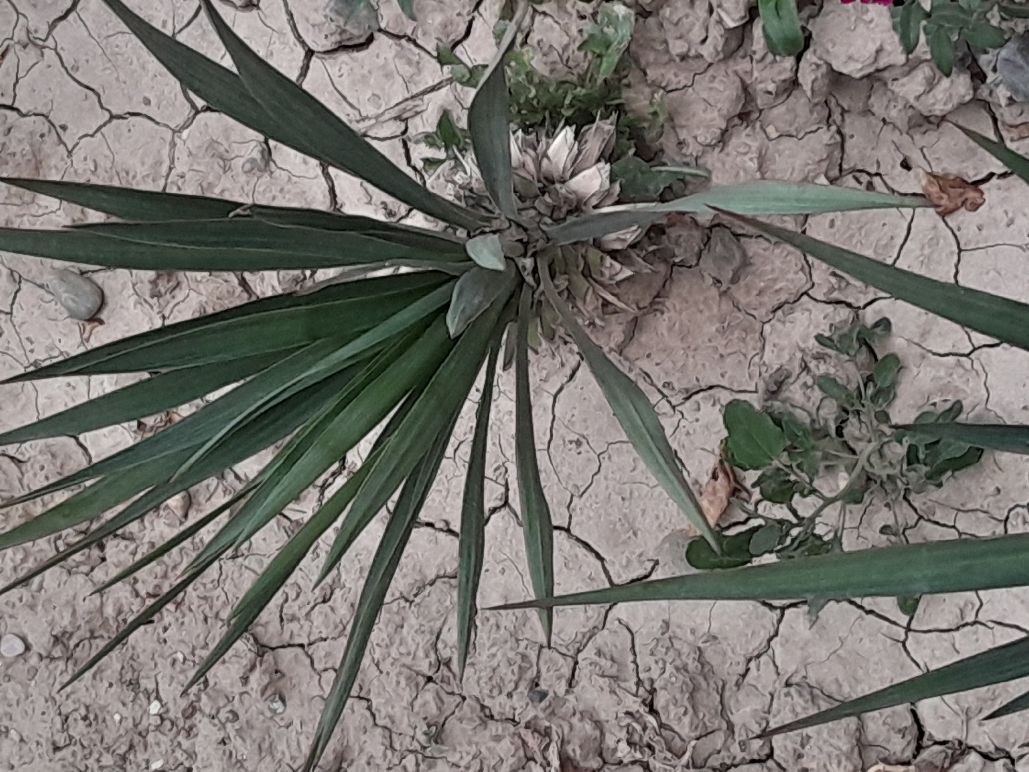 A single, mature yucca plant is the subject of this close-up, eye-level, medium shot. The plant's stiff, sword-like, dark green leaves fan outwards from a central stalk. The leaves are sharp and pointed, with some showing signs of age, appearing dry and somewhat tattered near the base. The ground surrounding the plant is dry and cracked, with a light brown, dusty texture, indicating arid conditions. Small, scattered pebbles and stones are visible amongst the soil. To the lower left and right of the main yucca, smaller, less developed yucca leaves are emerging. To the right of the central stalk, a few sprigs of green weeds are growing. The background is entirely composed of this cracked, dry earth. The lighting appears to be natural and diffused, casting no harsh shadows. There are no people or animals present in the scene. The overall impression is one of a resilient plant surviving in a harsh, dry environment.