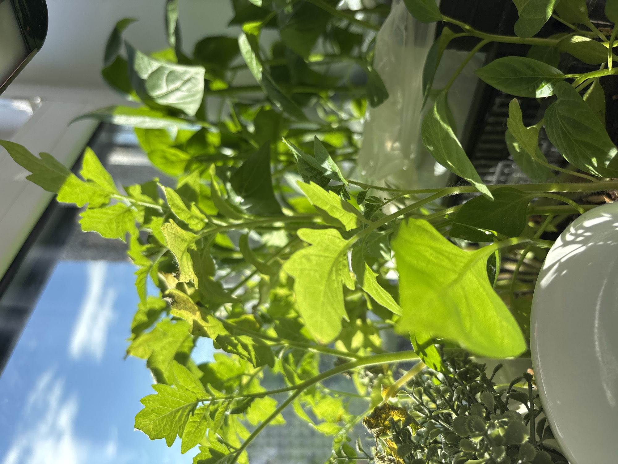 This is a close-up, eye-level, outdoor shot of several small green plants, possibly seedlings, growing in pots. The plants are backlit by natural sunlight, creating bright highlights on their leaves. In the background, a window is visible, showing a blurred view of a bright blue sky with white clouds and the side of a building. The scene appears to be indoors, near a window, with the plants likely on a windowsill. The location is identified as Misaylovo, Russia. No people are visible in the image.