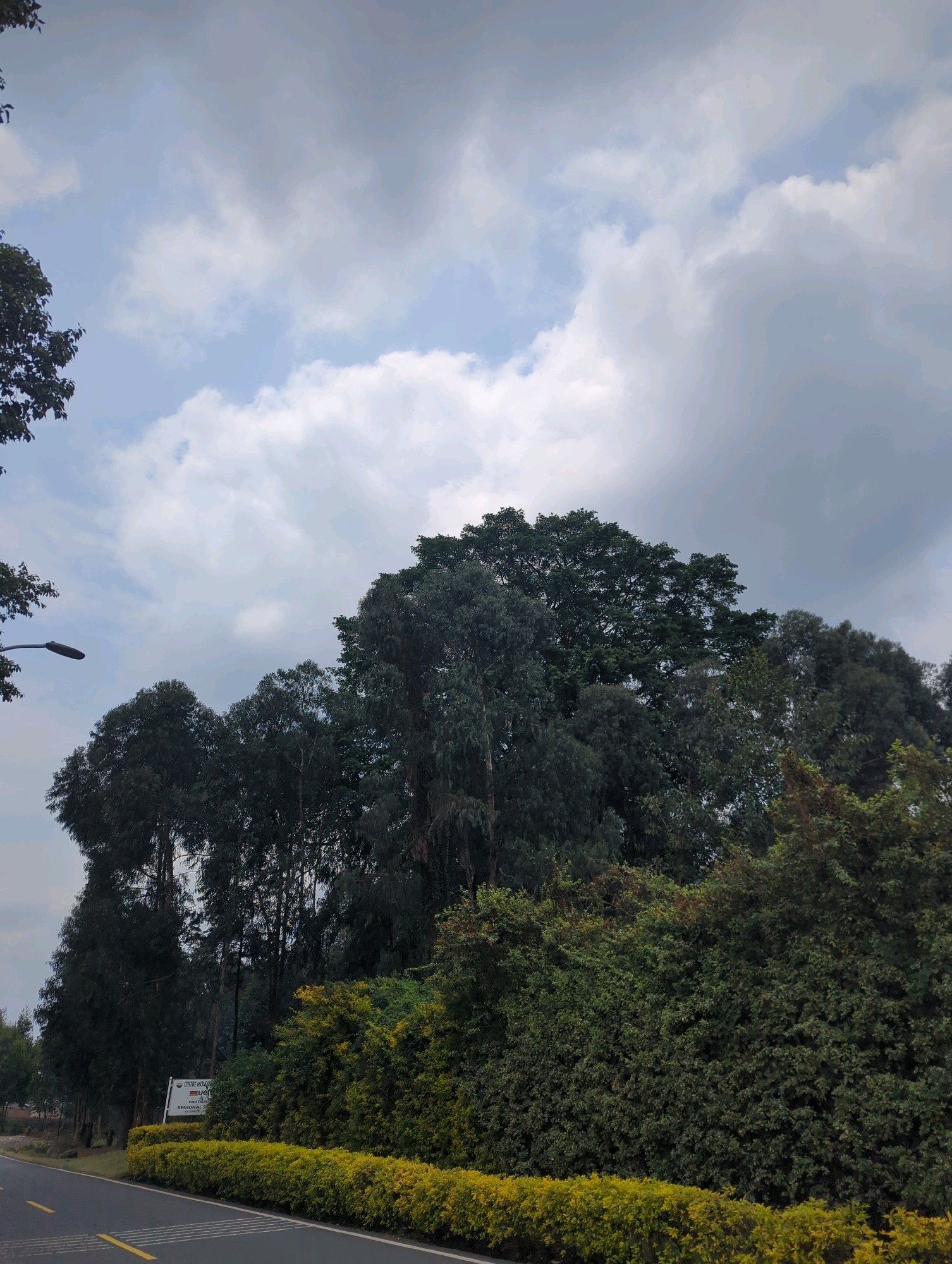 A street lamp is visible on the left side of the image, extending from the left edge towards the center. The lamp is positioned against a backdrop of a cloudy sky. In the foreground, a paved road runs along the bottom of the image, bordered by a line of low, yellow-green bushes. Beyond the bushes, a dense row of trees, varying in height and foliage, forms a natural barrier. Some of these trees are tall and slender, while others are broader and more mature. In the background, larger, dark green trees create a dense canopy. A white sign with text is partially visible among the trees. The overall scene suggests a roadside environment in a verdant area, possibly on the outskirts of the city of Musanze District, Rwanda.