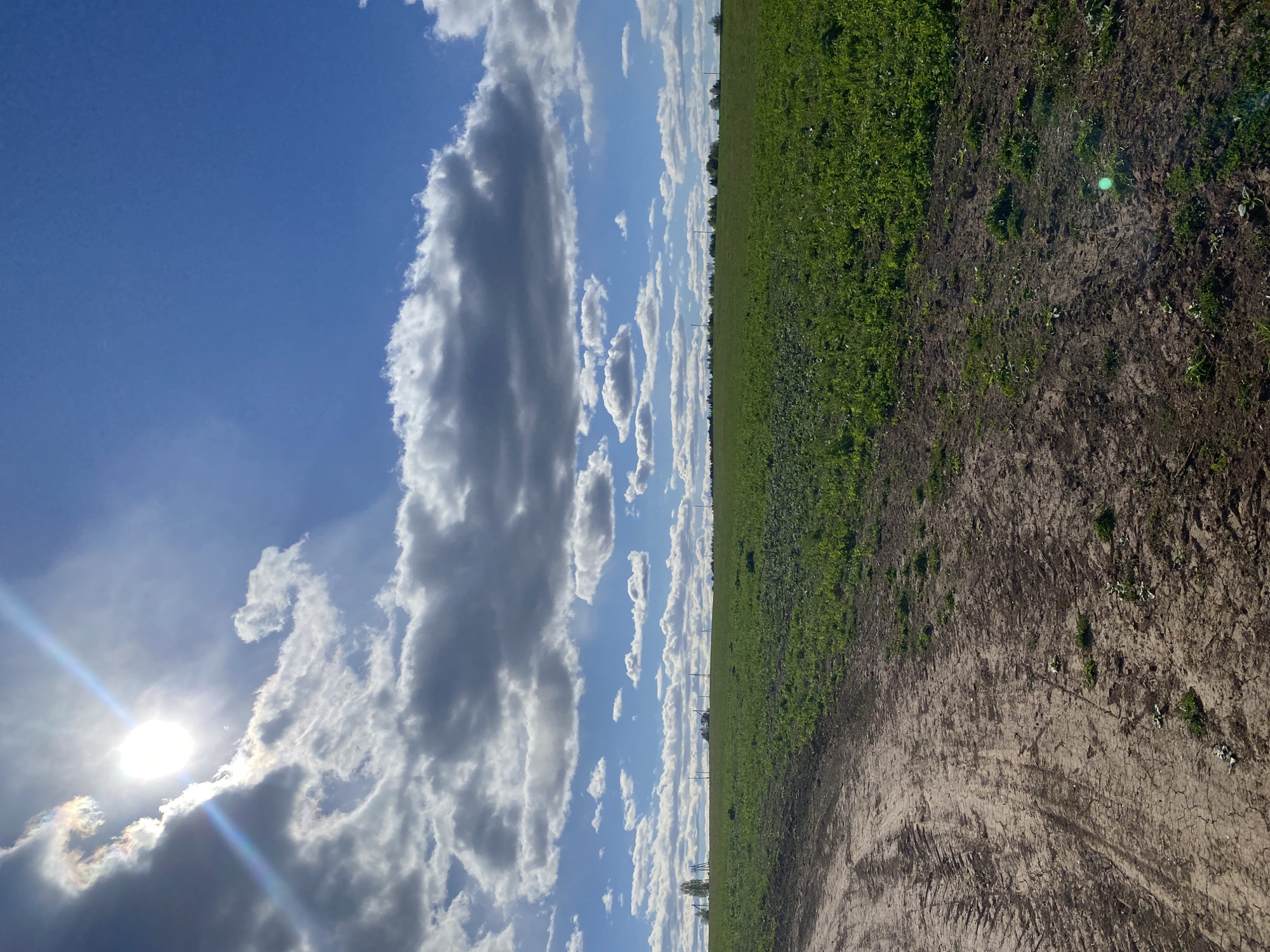 The image shows a landscape in Дедушкино, Russia. The sky is blue with scattered cumulus clouds, and the sun is visible with a lens flare. A field of green vegetation occupies the upper right portion of the image, and bare earth or dirt is in the lower right. Power lines are visible in the distance along the horizon. The image is taken from a low perspective, looking up. There are no people or animals visible in the image.