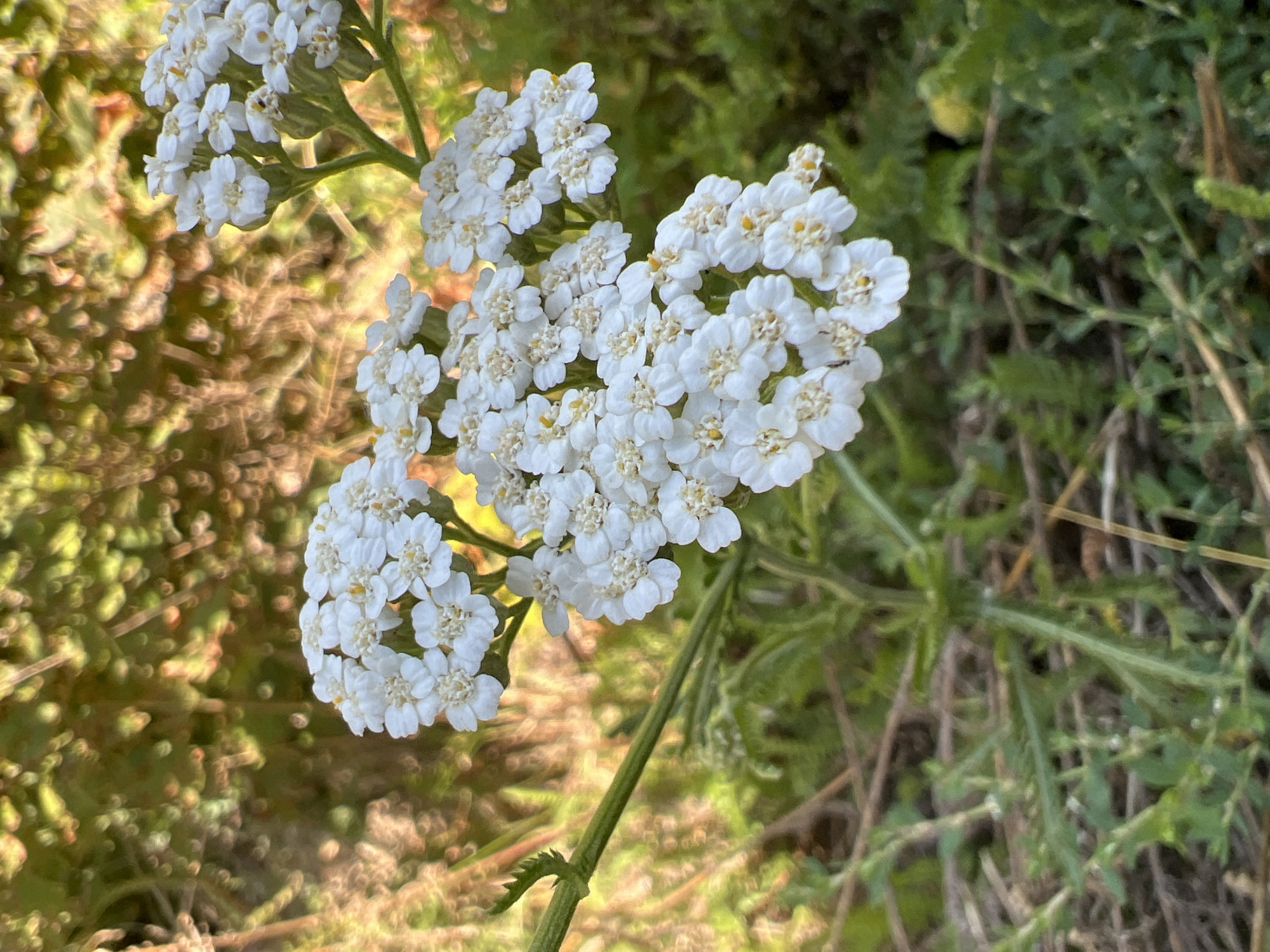 A close-up, eye-level shot features a cluster of small, white flowers, likely yarrow, with yellow centers. The flowers are arranged in a flat-topped, corymb-like inflorescence, with individual florets visible. The petals are delicate and slightly rounded. The flowers are attached to a thin, green stem with small, serrated leaves branching off.
The background is softly blurred, creating a bokeh effect. It consists of a mix of green foliage and warm, golden-brown sunlight filtering through what appears to be tree leaves or branches. This suggests an outdoor setting, possibly a meadow or garden, bathed in natural light.
The image does not contain any people, actions, or interactions. The environment is natural and serene, focusing solely on the detailed beauty of the flower. The location is specified as Bukhuny, Ukraine, implying a specific geographical context for this natural scene.
