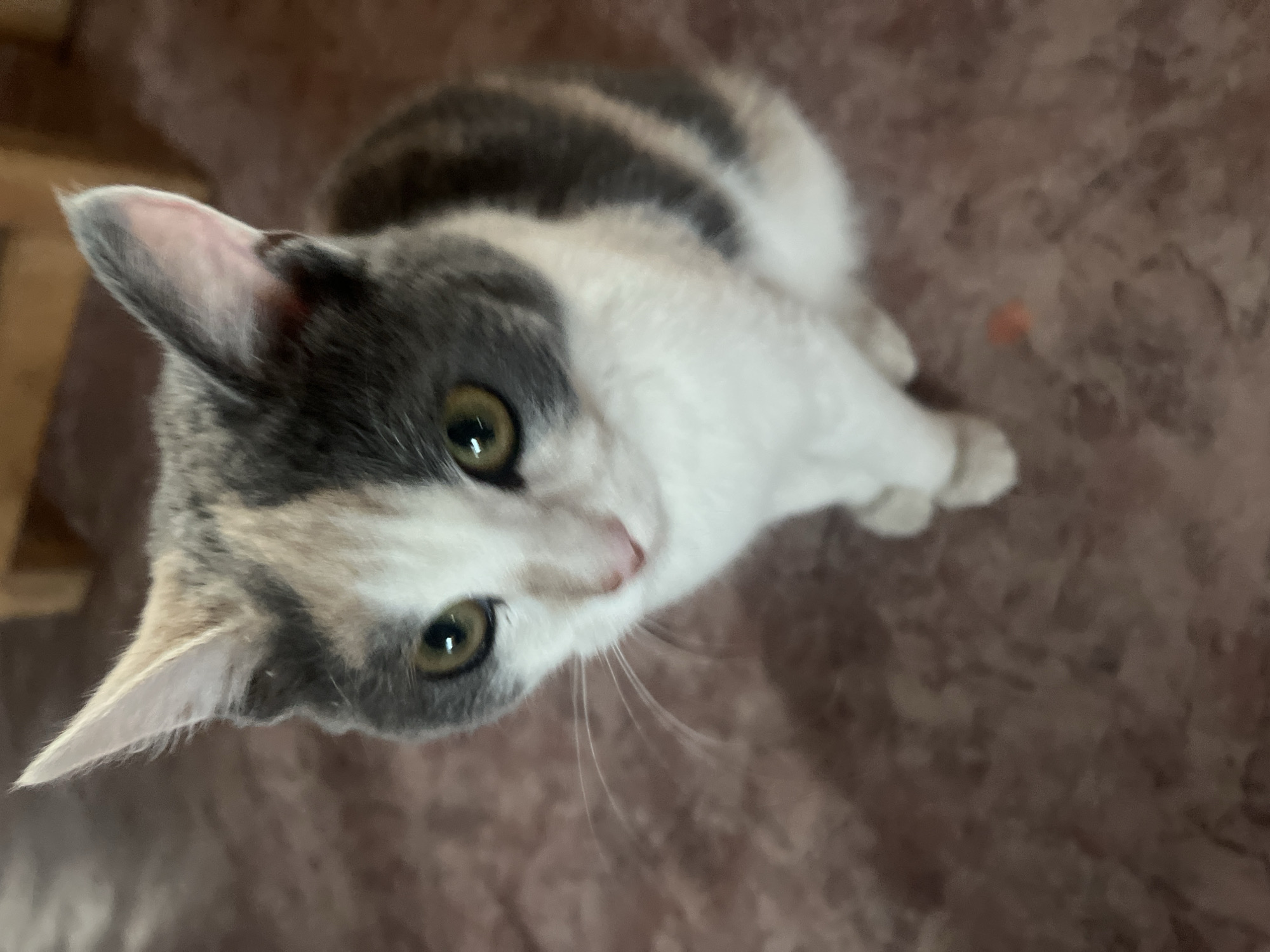 A calico cat is sitting on a reddish-brown textured floor. The cat has patches of white, gray, and light orange fur. Its eyes are green and it is looking slightly upwards and to the left. The cat's ears are pointed and alert. The background is out of focus and appears to be indoors, possibly in a room with wooden furniture visible. There are no people present in the image. The scene is static. The location in the city of Khorobut, Russia, is not determinable from the image content.
