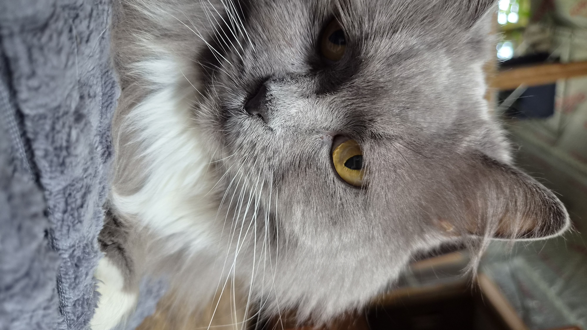 A close-up photo shows a gray and white long-haired cat with yellow eyes, positioned at an angle. The cat's face occupies the majority of the frame, revealing details such as whiskers, nose, and fur texture. A gray, textured fabric is visible on the left side of the image. The background includes blurred elements of what appears to be an interior space. No information about the location in Timokhovo, Russia, can be extracted from the image.