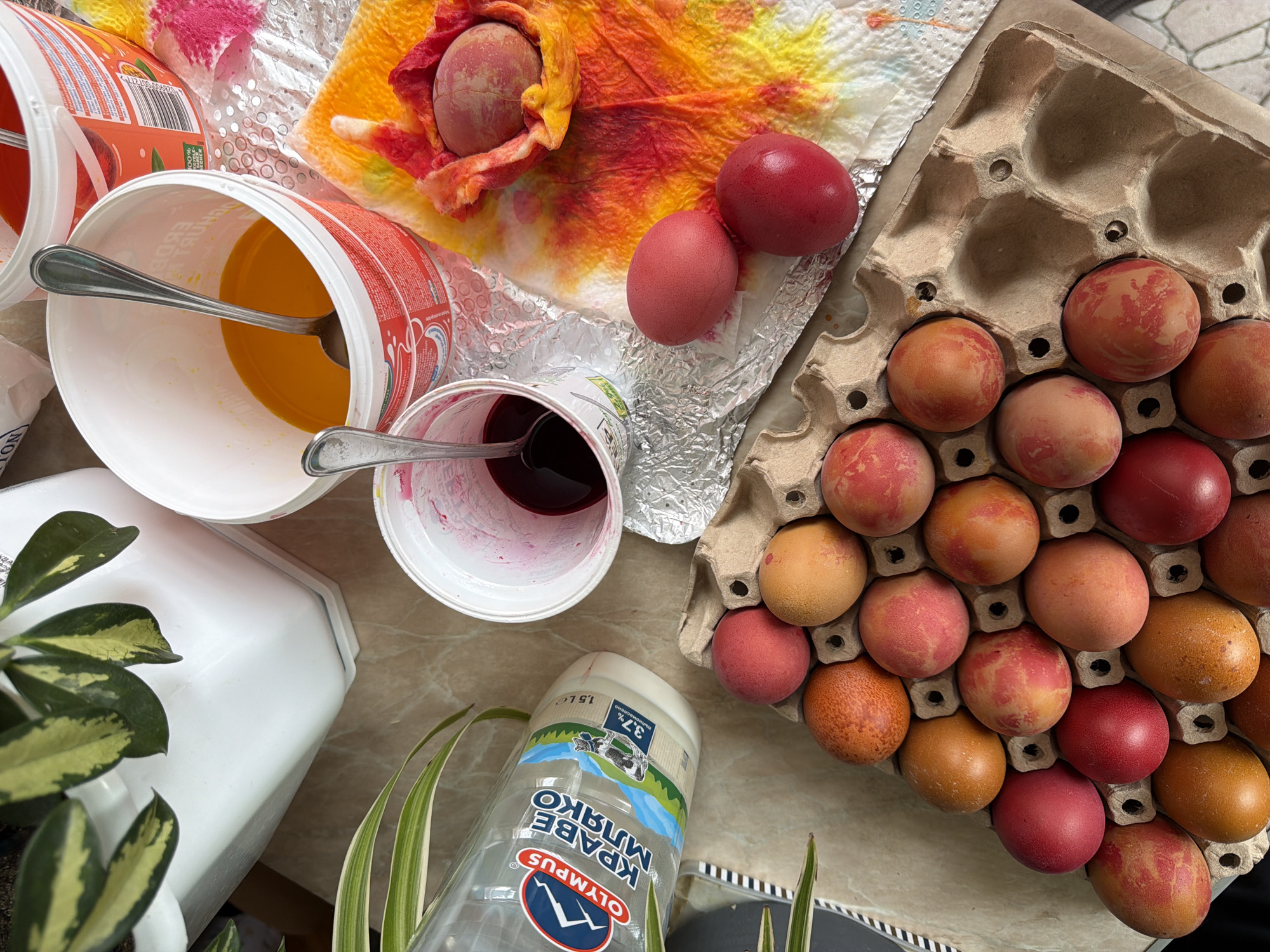 The image depicts a tabletop scene, likely indoors in Plovdiv, Bulgaria, featuring objects related to dyeing Easter eggs. Dominating the scene is an egg carton filled with approximately 20-25 dyed eggs in varying shades of red, orange, and with mottled patterns. Several individual dyed eggs rest on foil. Three plastic containers with spoons inside are also present; one contains orange liquid, another contains dark red liquid, possibly dye. A paper towel stained with red and orange dye holds a dyed egg. Additional objects include a plastic container of milk, labeled "OLYMPUS," with text in Bulgarian, indicating it is "КРАВЕ МЛЯКО" (Cow's Milk). A plant with green and yellow leaves is partially visible on the left, and another plant with green and white striped leaves is present at the bottom edge of the picture. The surface appears to be a beige or light brown countertop. No people are visible. The scene suggests a process of coloring Easter eggs, a common Easter tradition in Bulgaria.