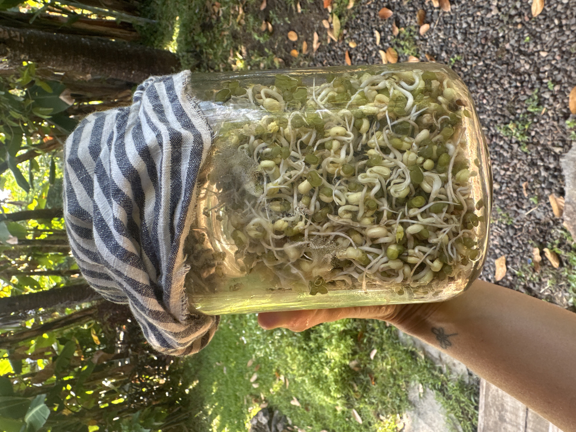 A person's hand holds a glass jar filled with bean sprouts. The jar is covered with a blue and white striped cloth. Mold is visible inside the jar. The background shows a garden with green grass, trees, and a gravel path. The photo was taken in Kediri, Indonesia.