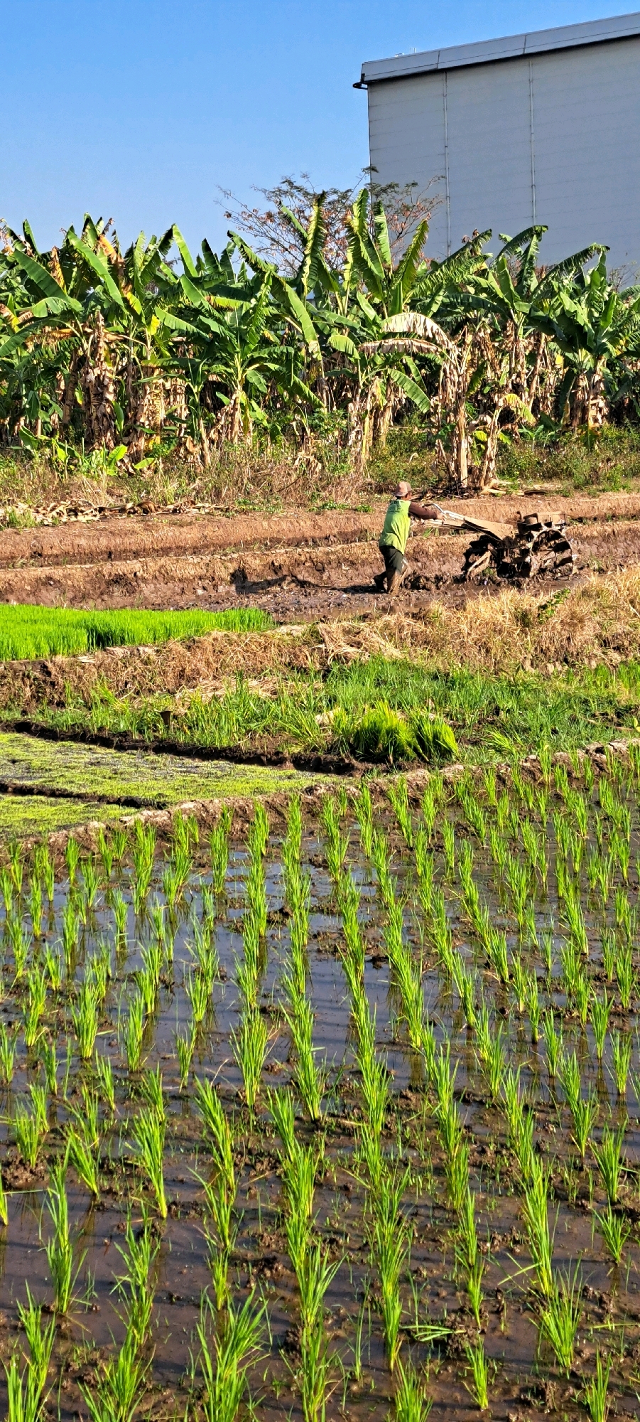 A man in a green shirt and brown hat operates a tiller in a muddy rice paddy field. The field is divided into terraces, with young green rice seedlings growing in flooded sections. In the background, a dense grove of banana trees lines the edge of the field, and a large, modern, light-colored building stands against a clear blue sky. The scene appears to be in Sumber Suko, Indonesia, a rural area likely dedicated to agriculture, indicated by the presence of rice cultivation and banana plantations. The lighting suggests it is daytime, with sunlight casting shadows on the ground.