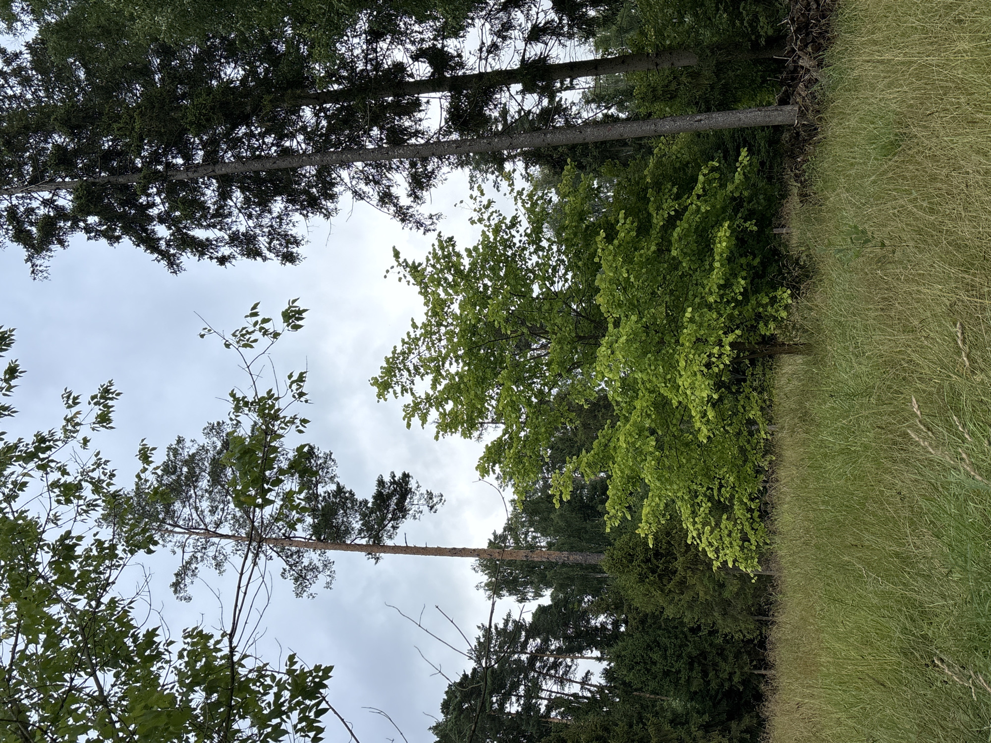 The image depicts a view of a natural landscape near Pavlovskaya Sloboda, Russia. In the foreground, tall, dry grass dominates the scene. Behind the grass, a cluster of trees forms a natural boundary. The middle ground features a small, bright green deciduous tree, standing out against the darker foliage of the surrounding forest. The background is comprised of a dense forest with various types of trees, including tall, slender pines and darker, broader conifers. The sky above is overcast with clouds. No people or specific man-made structures are visible. The scene conveys a sense of natural wilderness.