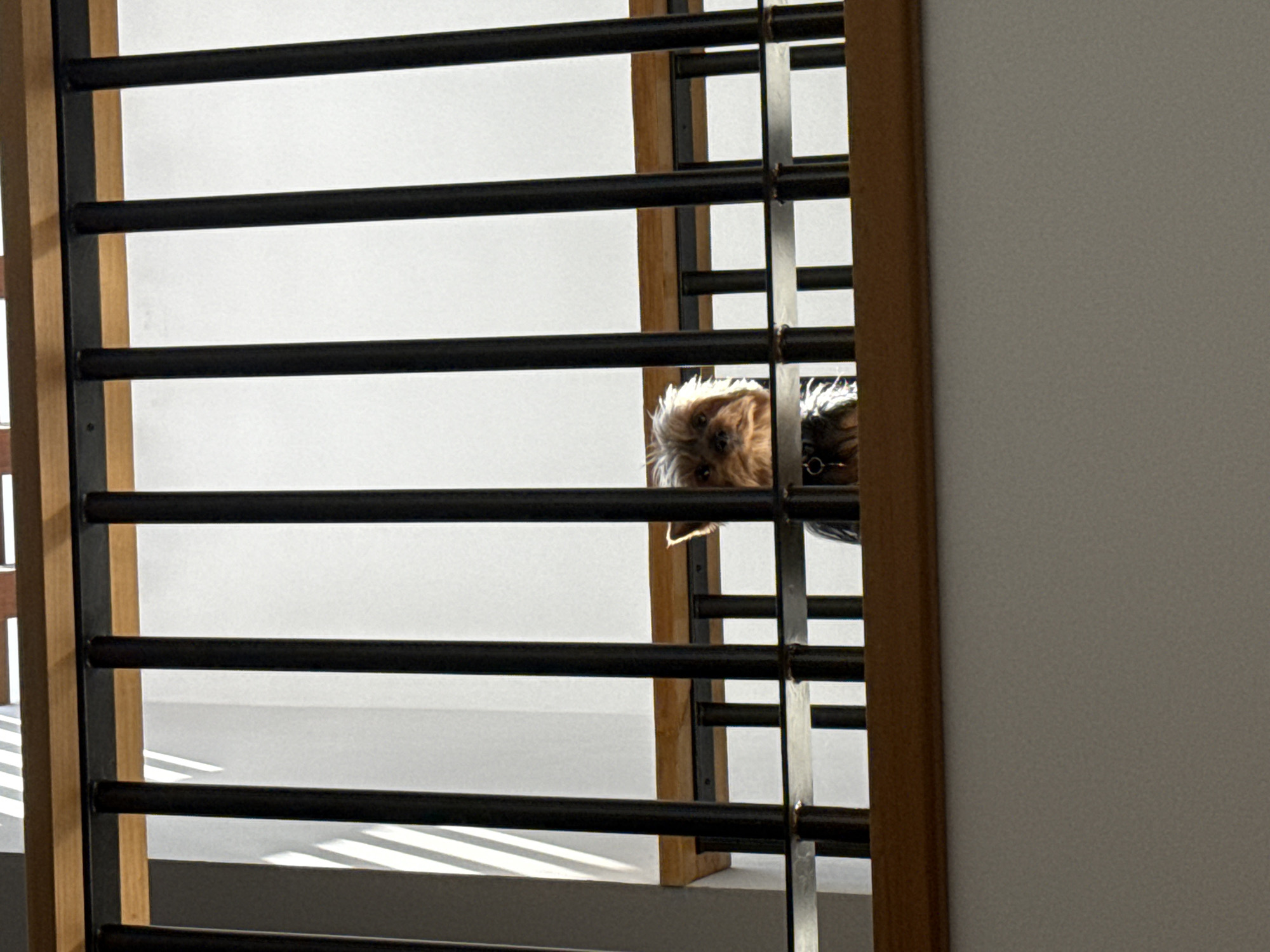 A small, brown Yorkshire terrier with a black collar peeks through the horizontal bars of a brown and black metal gate or fence. The location appears to be indoors, with a gray wall visible to the right of the gate. The horizontal bars of the gate create a grid-like pattern in the foreground. The location of San Bernardino Tlaxcalancingo, Mexico, is not discernable from the image.