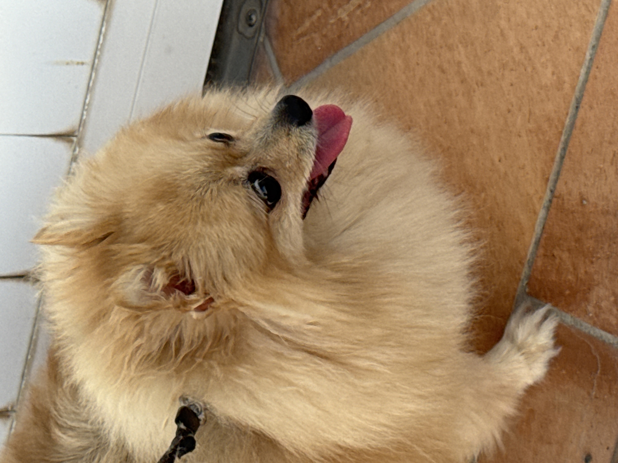 A light brown Pomeranian dog is pictured in a close-up shot. The dog is looking to the right with its tongue slightly out. It is wearing a black leash. The dog is standing on a tiled floor with brown tiles and grey grout lines. In the background, there is a white wall with some dirt marks. The image was taken outdoors, likely in a city environment like Torrevieja, Spain, given the flooring and wall texture.