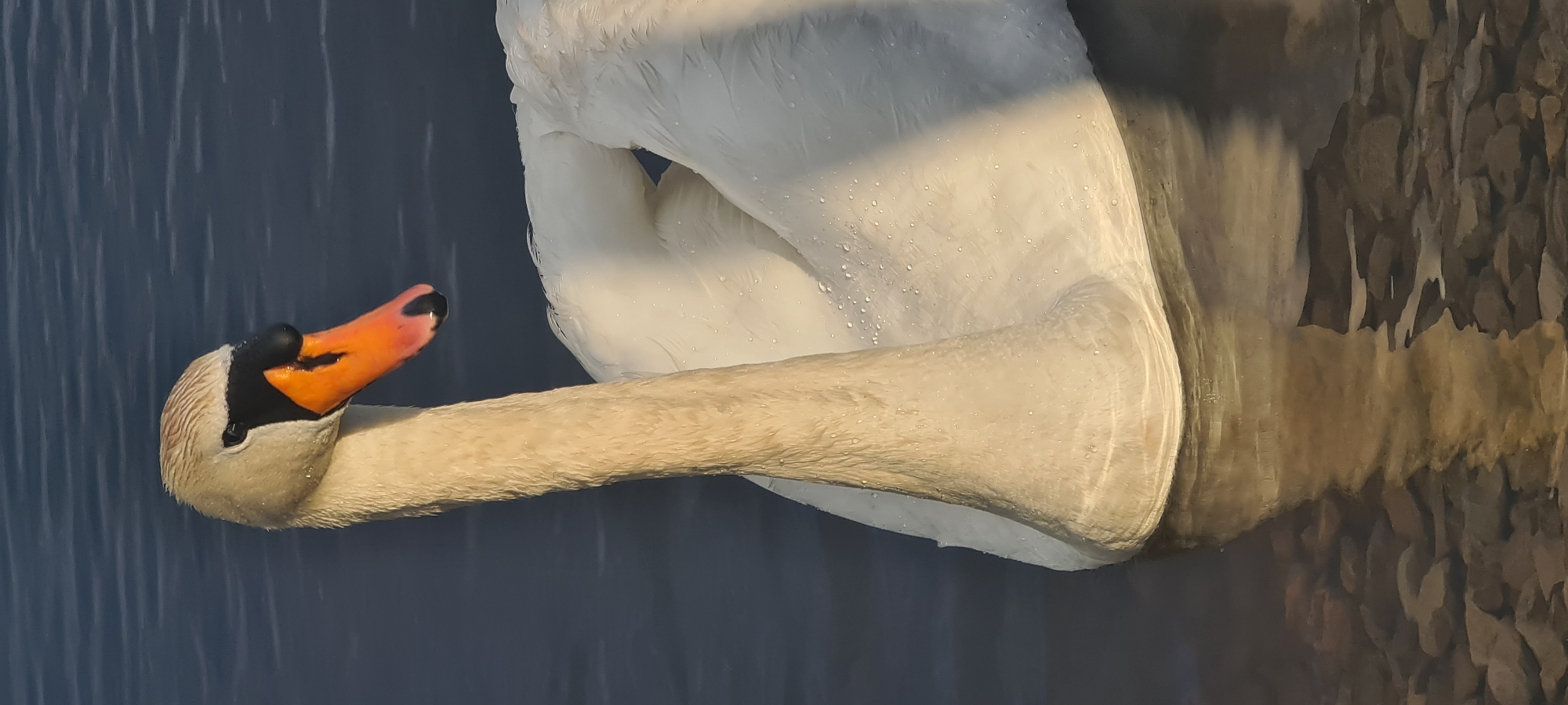 A close-up, vertical shot shows the upper body of a white swan on dark, rippling water. The swan's neck is long and curved, its head tilted slightly to the right. The swan has a distinctive orange beak with a black tip, and a black eye surrounded by white feathers. Its white plumage appears wet, with small droplets of water visible on its neck and body. The swan's wings are partially folded against its body, revealing their soft, white feathers. The background is a dark, out-of-focus body of water. In the foreground, submerged rocks are visible through the clear water, creating a textured riverbed. The lighting suggests it is either early morning or late afternoon, casting a warm glow on the swan and its reflection. There are no people or other animals visible in the frame. The image does not provide any information that would indicate its location in Riga, Latvia.