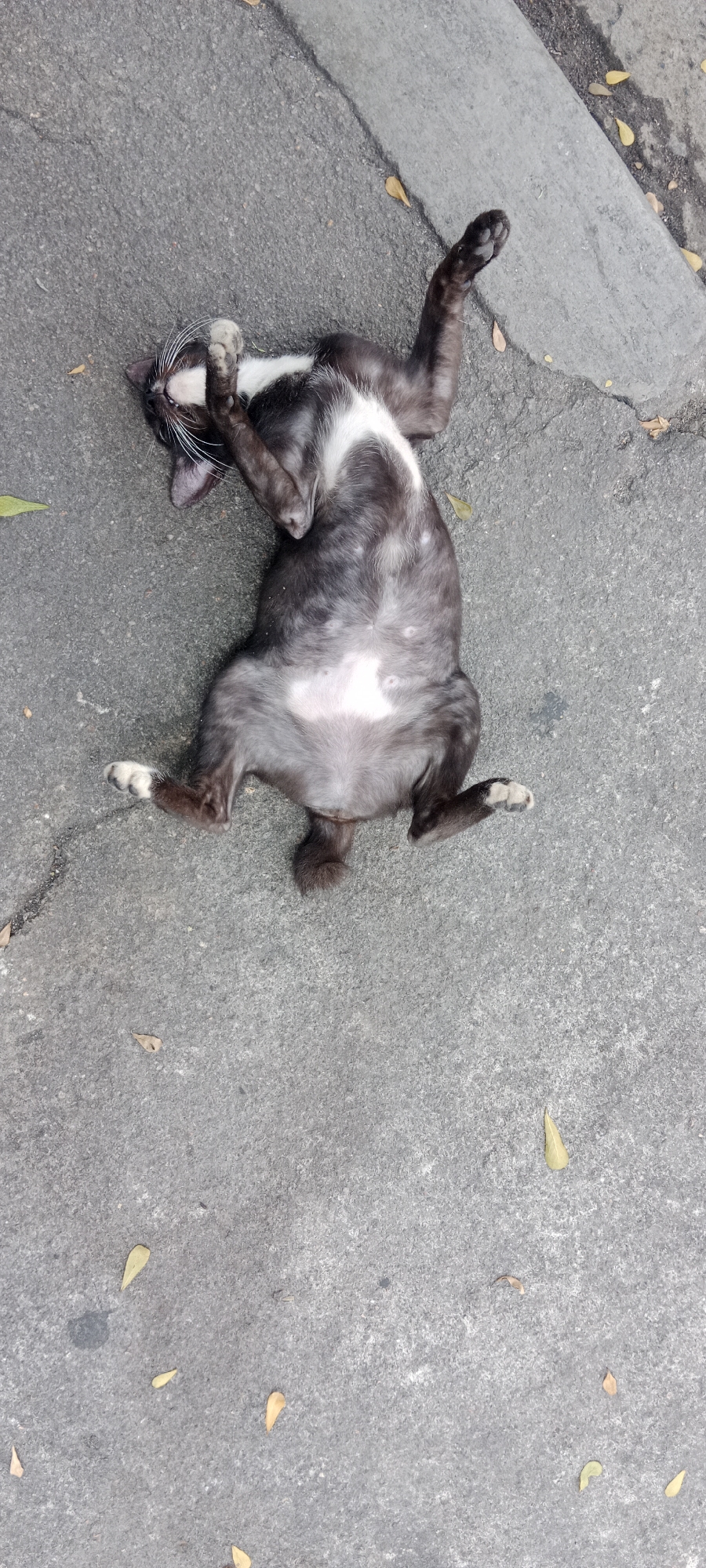 In Tanjung Pinang, Indonesia, a black and white cat is captured in a humorous pose, lying on its back on a gray concrete surface. The cat's belly is exposed, and its paws are splayed outwards, with one front paw raised near its face. Several fallen leaves are scattered on the ground around the feline, suggesting an outdoor setting. The concrete appears to be a sidewalk or pathway, with a visible crack running through it. The lighting suggests it is daytime.