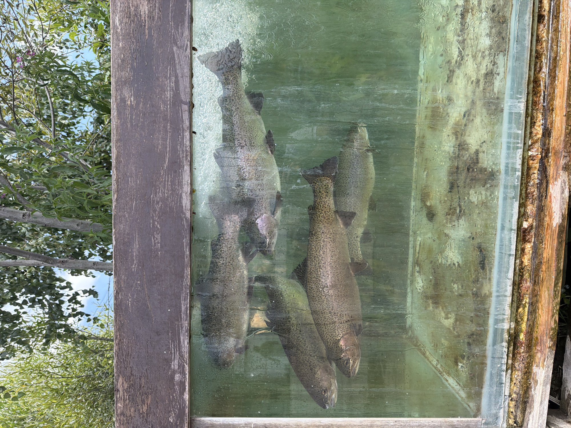 A wooden-framed, glass-enclosed tank contains at least six large trout swimming in murky green water. The tank is filled with water, and the bottom is lined with a gritty, greenish-brown sediment. The fish appear to be healthy and active. Above the tank, a wooden beam runs horizontally across the top of the frame, and beyond that, lush green foliage and blue sky are visible. The overall scene suggests an outdoor fish farm or an aquaculture facility.