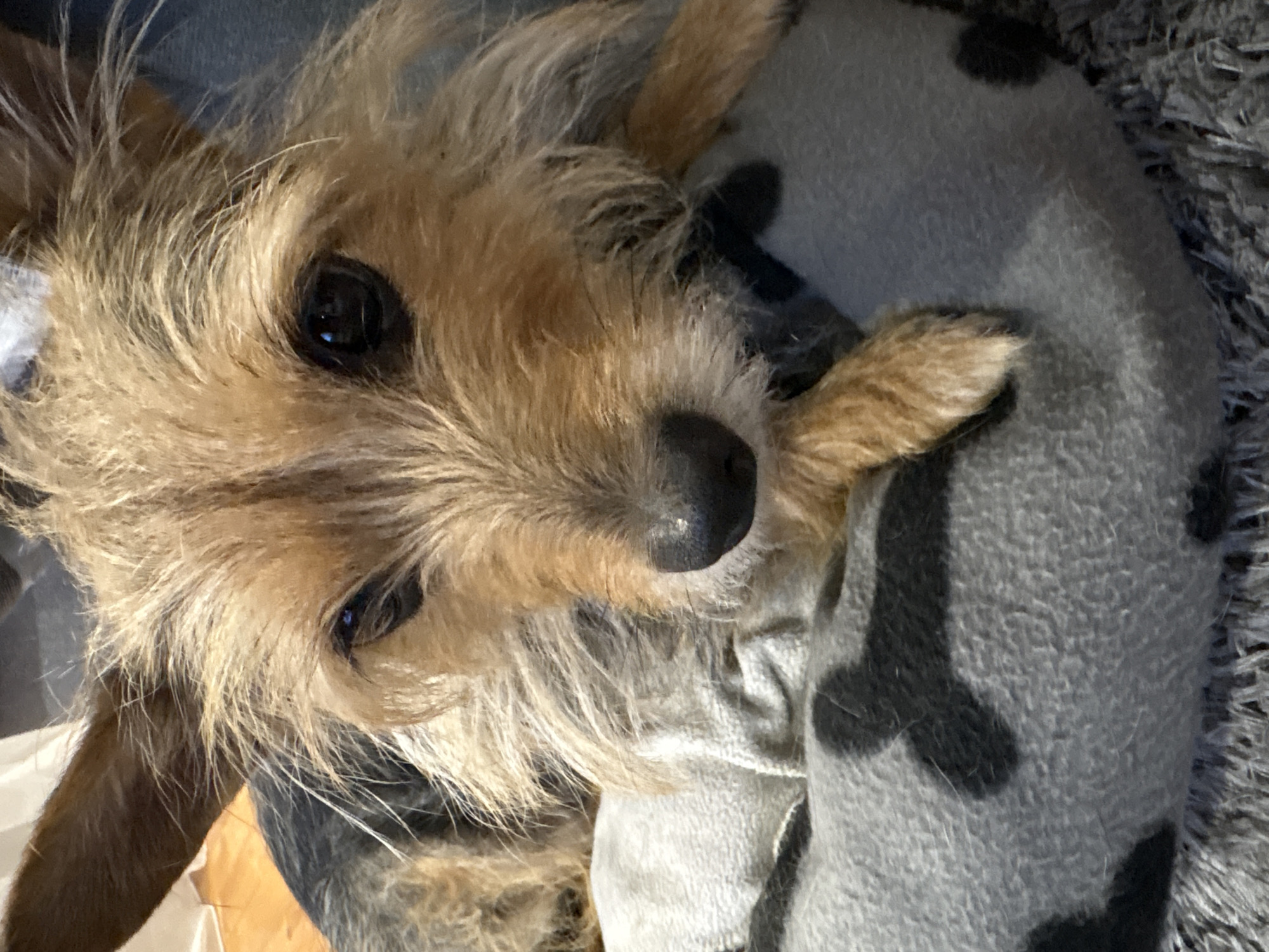 A close-up, slightly tilted, shot captures a dog nestled in a gray blanket with black markings. The dog, a terrier mix with tan and brown fur, has dark, glossy eyes and a black nose. The blanket appears soft, with visible texture. The background features carpet or rug fibers. The image lacks discernible features to link it to Sofia, Bulgaria. No humans are visible in the frame.
