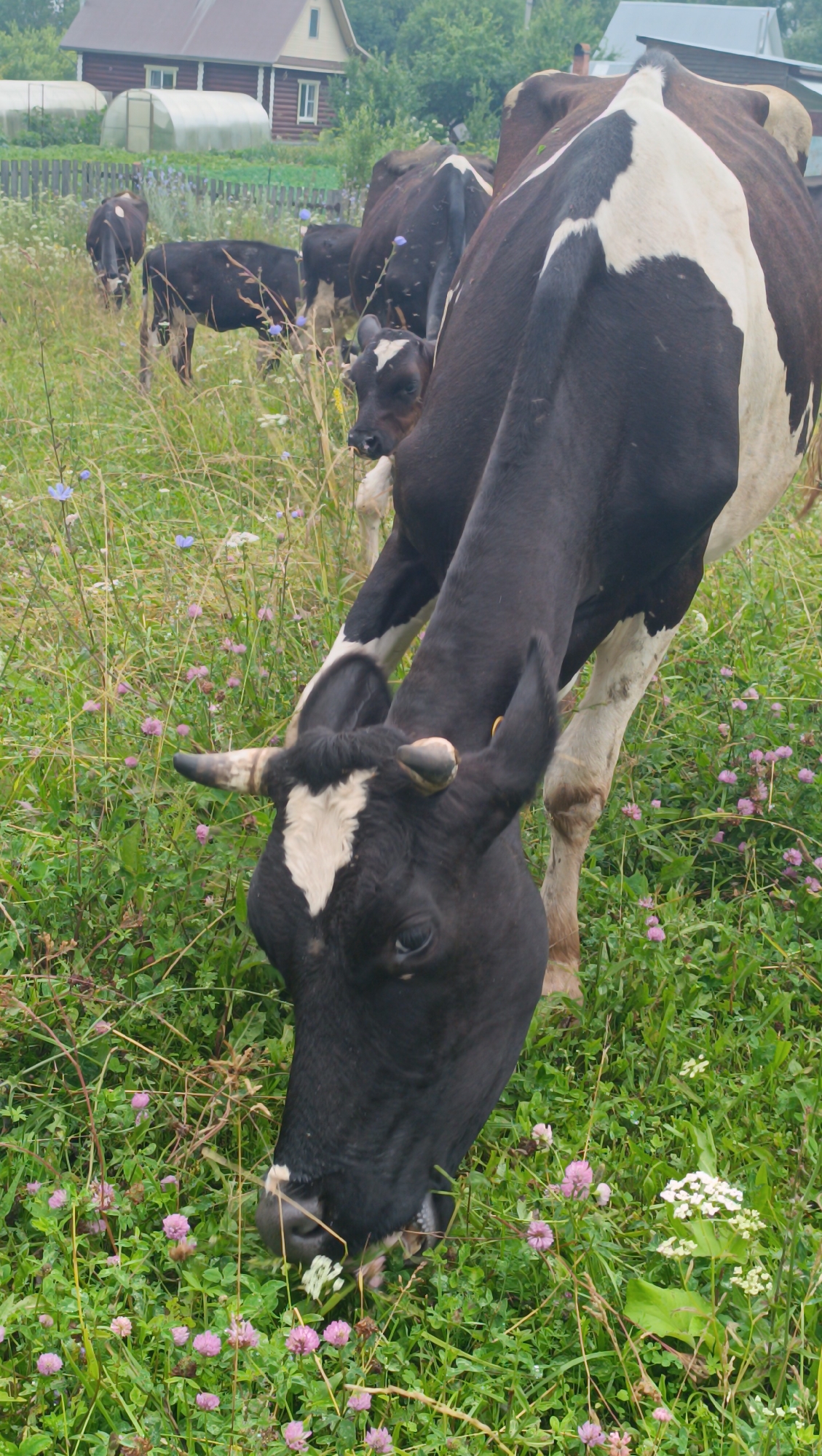 A group of black and white Holstein cows graze in a lush green field dotted with pink clover flowers and sparse blue chicory flowers. The cows, a mix of adults and calves, are spread across the foreground and midground. One adult cow is prominently featured in the immediate foreground, its head lowered to eat from the grass, its black and white patterned body visible. In the background, a rustic wooden house with a light-colored roof and trim is partially obscured by trees and a greenhouse structure. A wooden fence runs along the perimeter of the property. The overall impression is a pastoral scene in a rural setting, possibly a farm or dacha in the outskirts of Karsha, Russia, given the architectural style of the house and the presence of greenhouses.