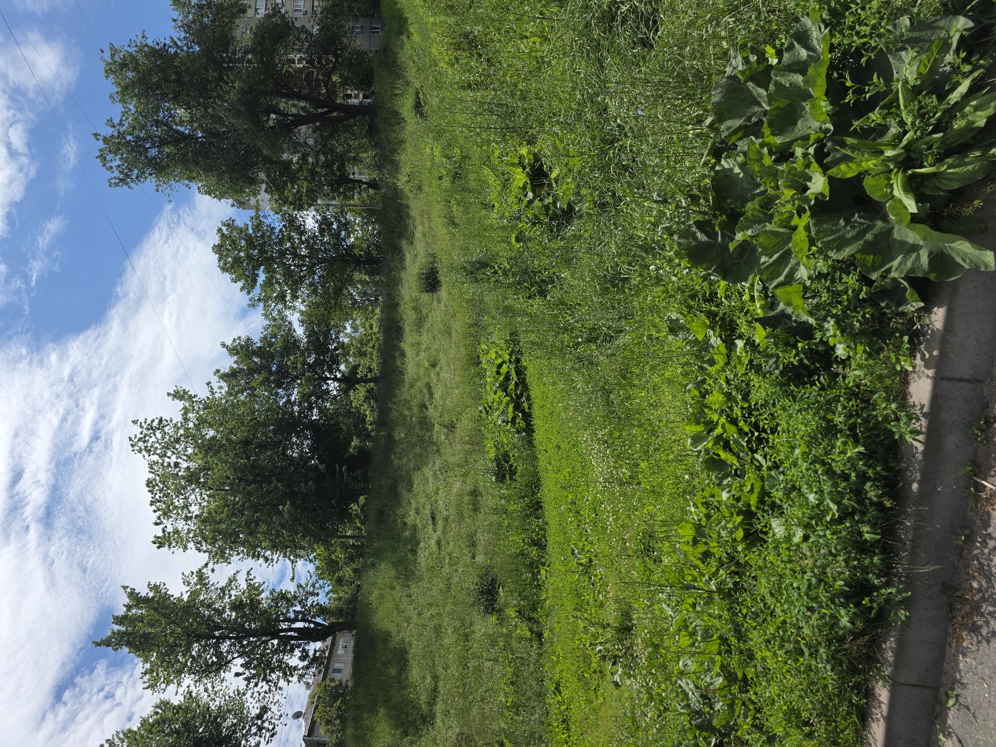 This is a photograph taken on a sunny day in Kyiv, Ukraine, capturing a grassy slope adjacent to a street. The slope is covered in lush green grass and various plants, with a concrete curb marking the edge of the road in the foreground. Several trees are visible on the top of the slope, casting shadows. In the background, buildings can be seen, suggesting an urban environment. The sky is blue with scattered white clouds. There are no people or animals visible in the image.