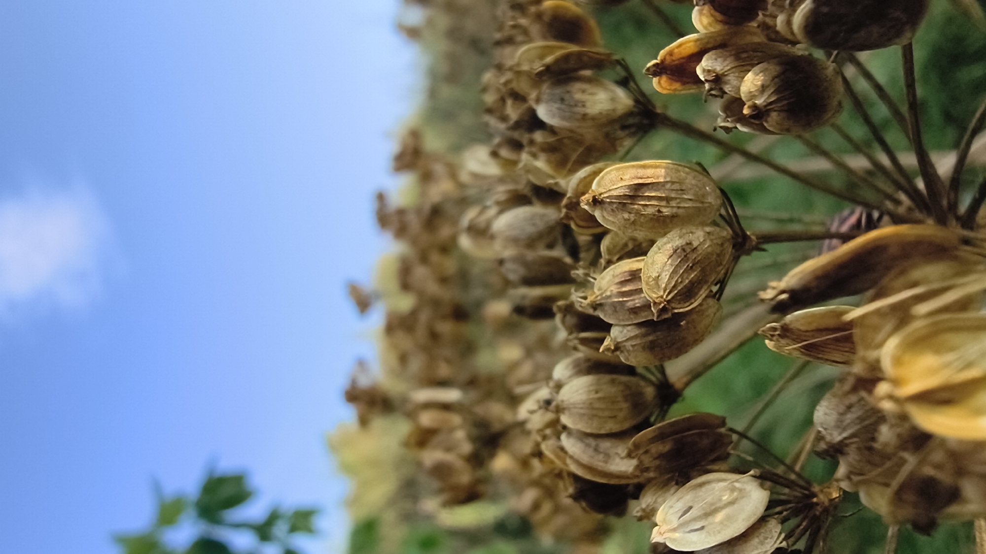 The image shows a close-up of dried seed pods from a plant, with a blurred blue sky and a hint of green foliage in the background. The seed pods are brown and have a ribbed texture. They are clustered together on thin, brittle stems, some of which are also visible. The lighting suggests it is daytime, with sunlight casting shadows and highlighting the textures of the seed pods. The overall scene evokes a sense of nature, perhaps late summer or autumn, in an outdoor environment. There is no indication of urban elements or human presence.