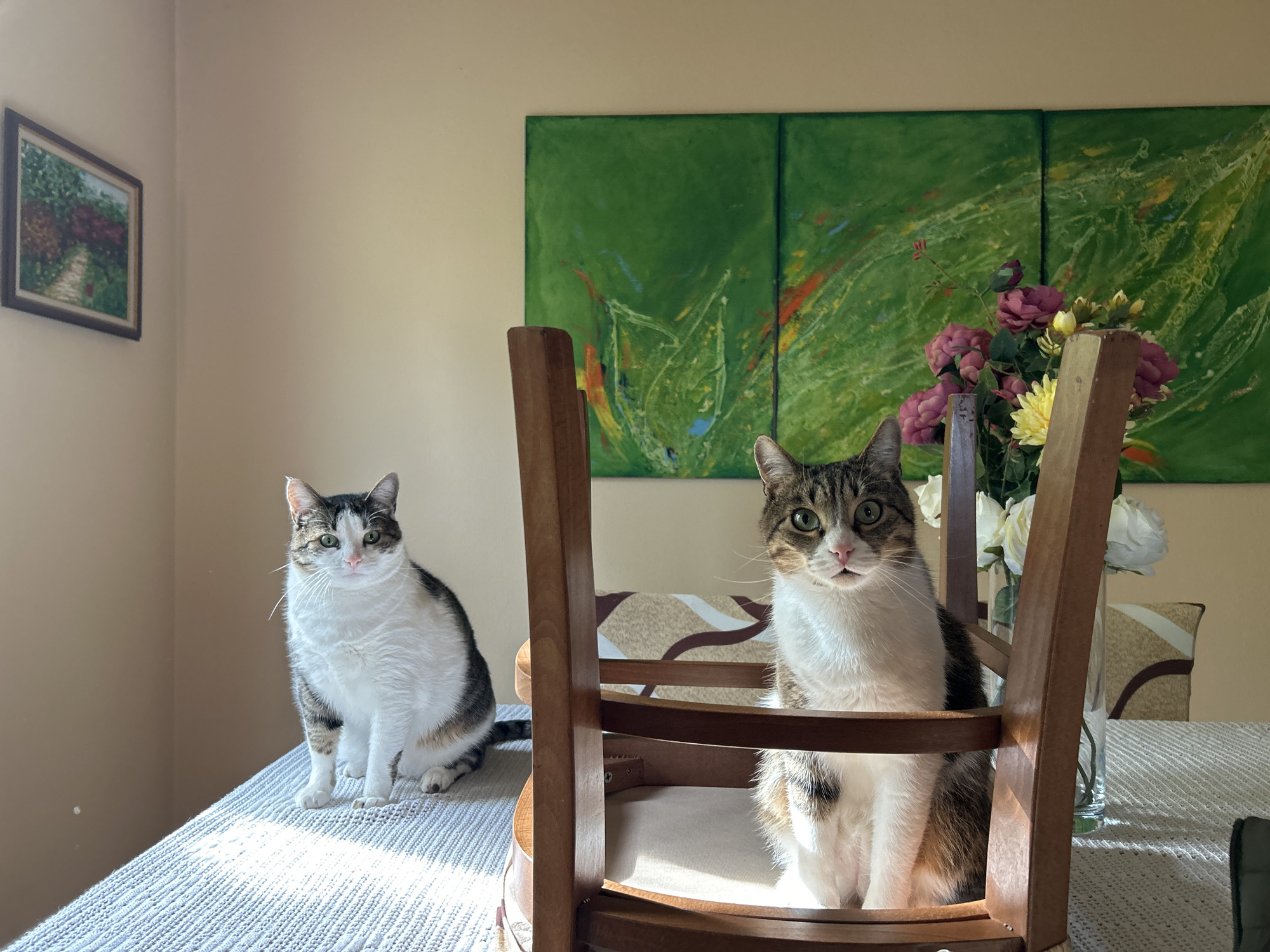 Two cats are sitting on a table indoors. The cat on the left is sitting directly on the table. The cat on the right is sitting in a wooden chair. A vase of flowers sits behind the chair. A framed painting hangs on the wall to the left, and a three-paneled piece of art hangs on the wall behind the vase. The table is covered with a white tablecloth. The location is Polenitsa, Bulgaria.