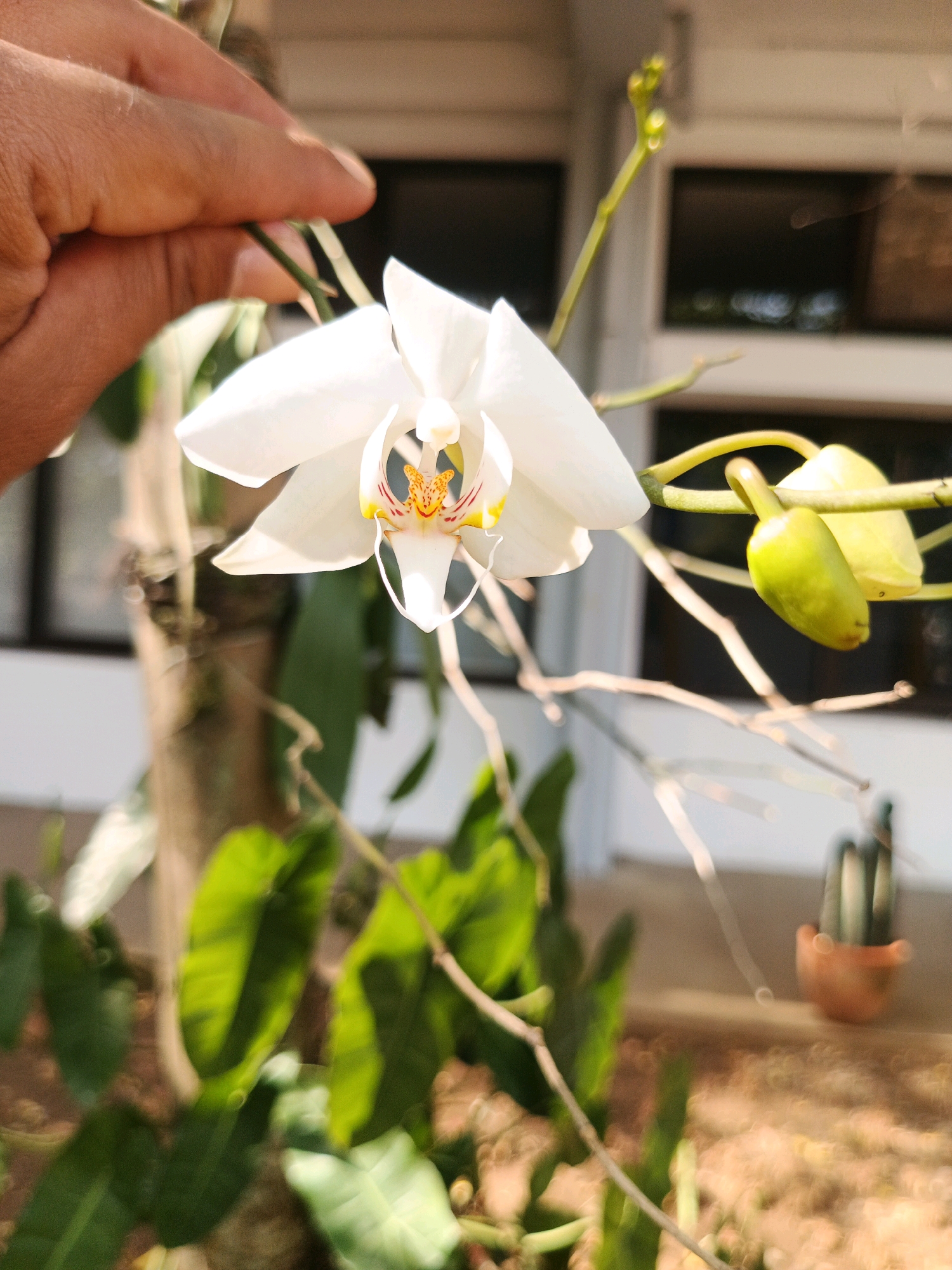 An extreme close-up shot captures a hand gently holding a stem of a white orchid, with one bloom in focus and several green buds visible. The background is blurred, showing hints of green foliage, a tree trunk, and a building with windows. A small terracotta pot with a cactus is visible in the lower right corner. The image was taken outdoors during the day, with bright sunlight casting shadows and highlights on the subjects. The location is specified as Bandung City, Indonesia.