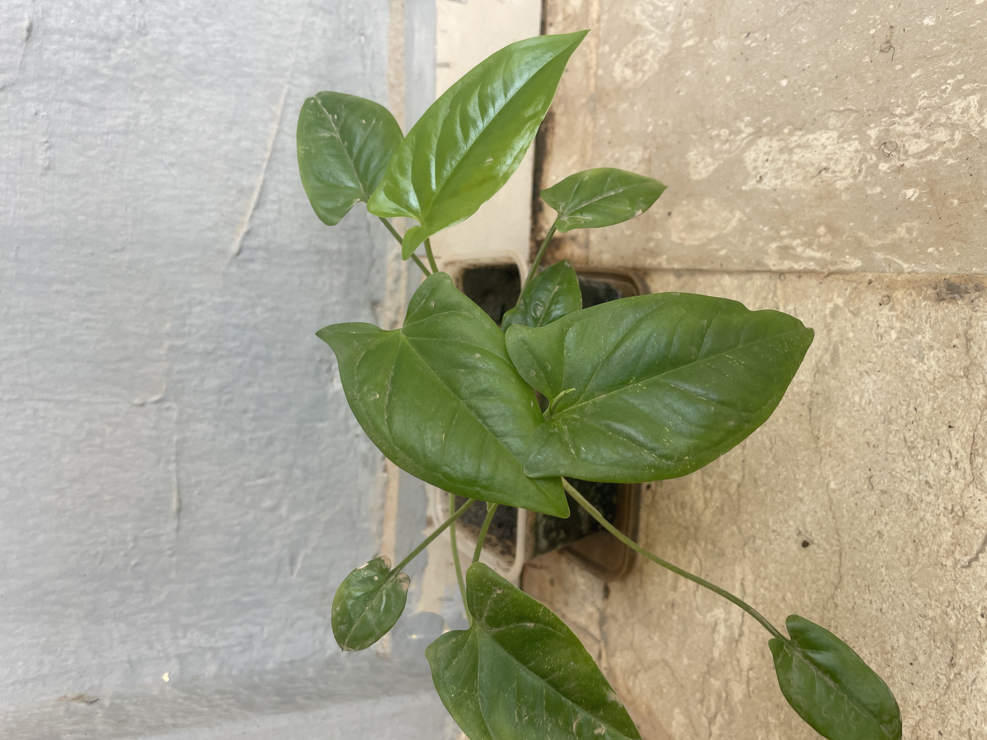 The image shows a potted plant with heart-shaped, green leaves. The plant is positioned near a wall, possibly outdoors, with one side of the wall painted grey and the other a speckled tan. The pot appears to be plastic. The scene is not definitively located in Gura Top, Nigeria, as no specific identifiers are present.