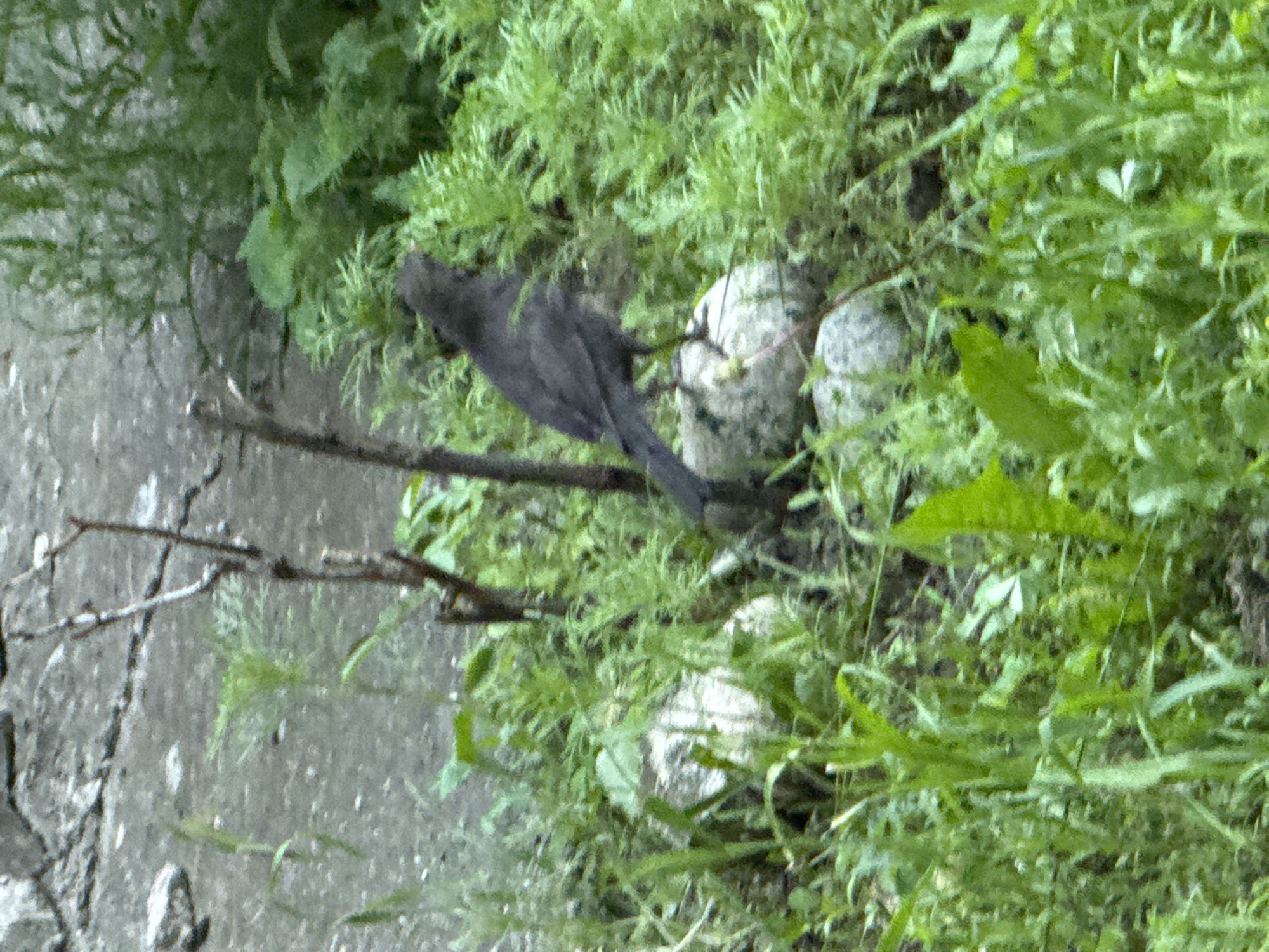 A dark-colored bird stands on a light-colored, rounded rock surrounded by lush green grass and foliage. The bird is facing to the right, with its tail feathers extending slightly to the left. Behind the bird, a thin, brown twig emerges from the ground. The background consists of a textured gray surface, possibly a wall or pavement, with some scattered small stones, and more dense green vegetation. This scene appears to be located in an outdoor urban environment, such as a park or garden area within the city of Karachayevsk, Russia.