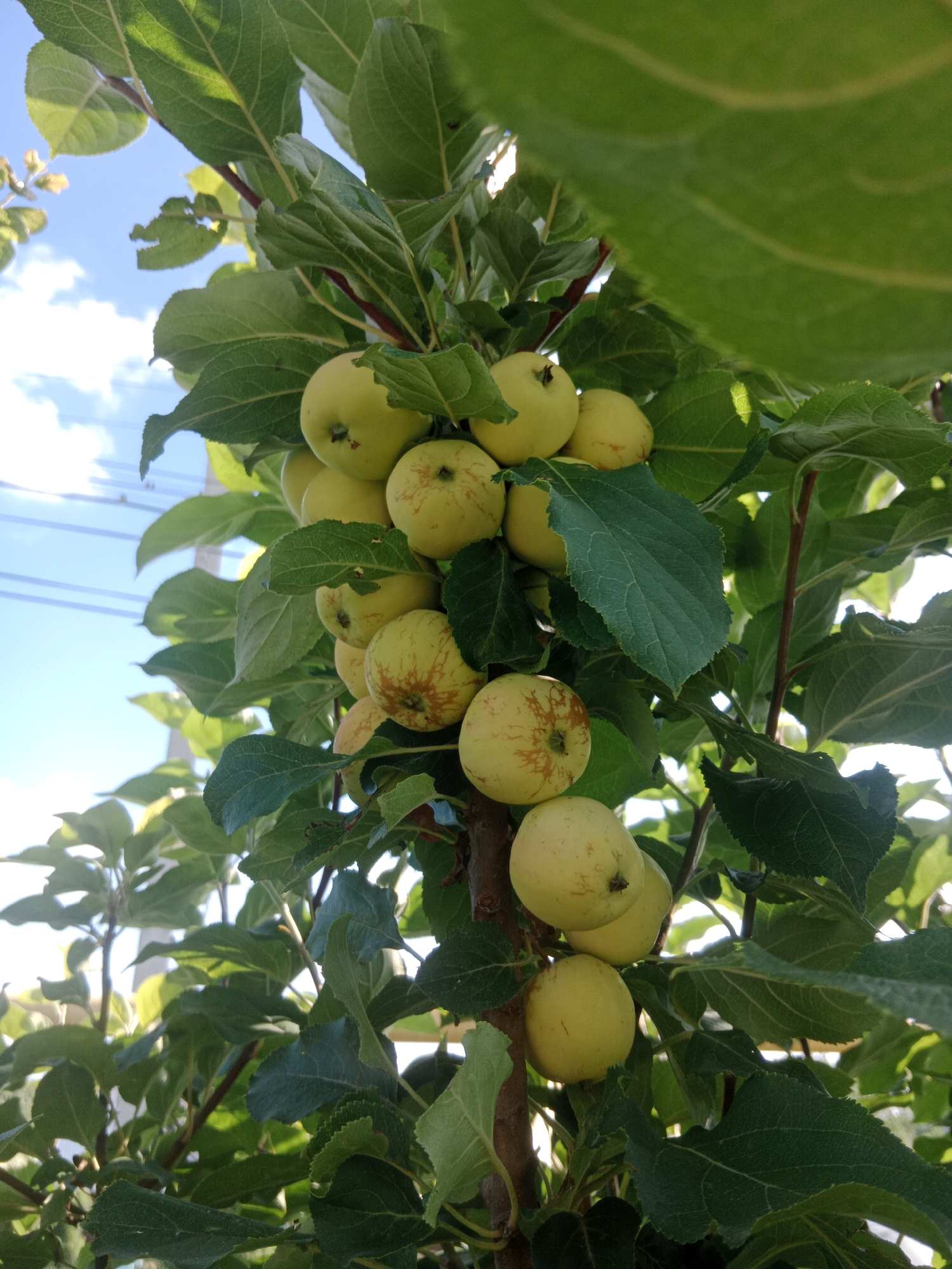 A close-up, low-angle shot captures a cluster of unripe green apples hanging from a tree. The apples, varying in size, are mostly smooth with occasional reddish-brown speckling. They are surrounded by lush green leaves, some of which are partially obscuring the sky, which is a clear blue with scattered white clouds. The branches of the tree are brown and woody. In the background, faint utility lines are visible against the sky. The image appears to be taken outdoors, likely in a natural or agricultural setting, possibly within the city of Qobda, Kazakhstan, given the implied context. There are no people or animals visible in the frame.