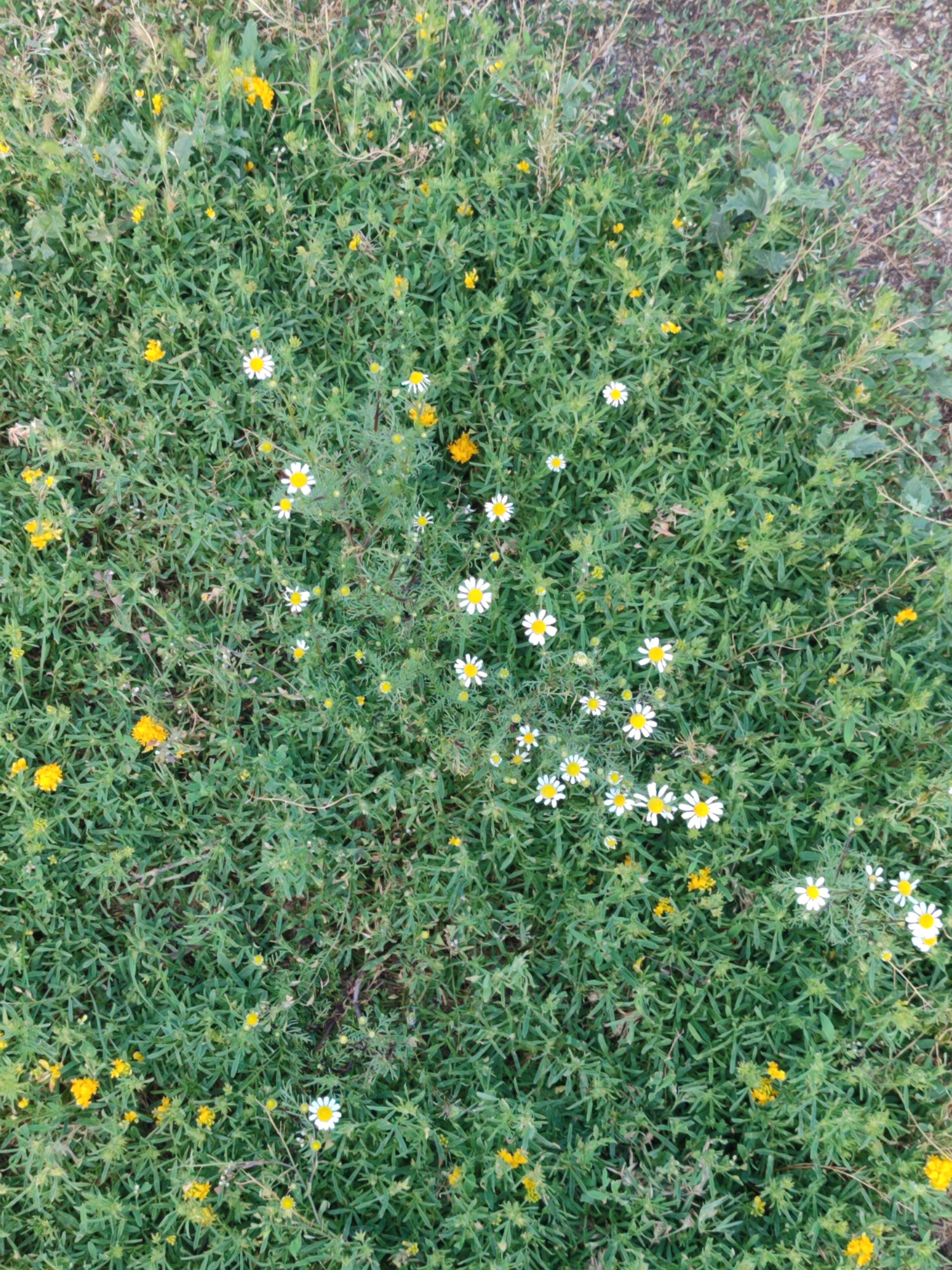 This is a high-angle, full shot of a field of green foliage and small wildflowers in an outdoor, unpaved area. The plants are densely packed, creating a textured carpet of green. Interspersed throughout the greenery are numerous small, yellow flowers, some appearing as clusters and others as single blossoms. There are also several white wildflowers with yellow centers, resembling daisies, scattered among the yellow flowers and foliage. The ground beneath the plants is partially visible in the upper right portion of the image and appears to be a dry, gravelly, or dusty surface with some scattered dry leaves and twigs. The lighting suggests it is daytime, with a soft, diffused light, possibly indicating overcast conditions or early morning/late afternoon. There are no people or animals visible in the frame, and no man-made structures are apparent.
