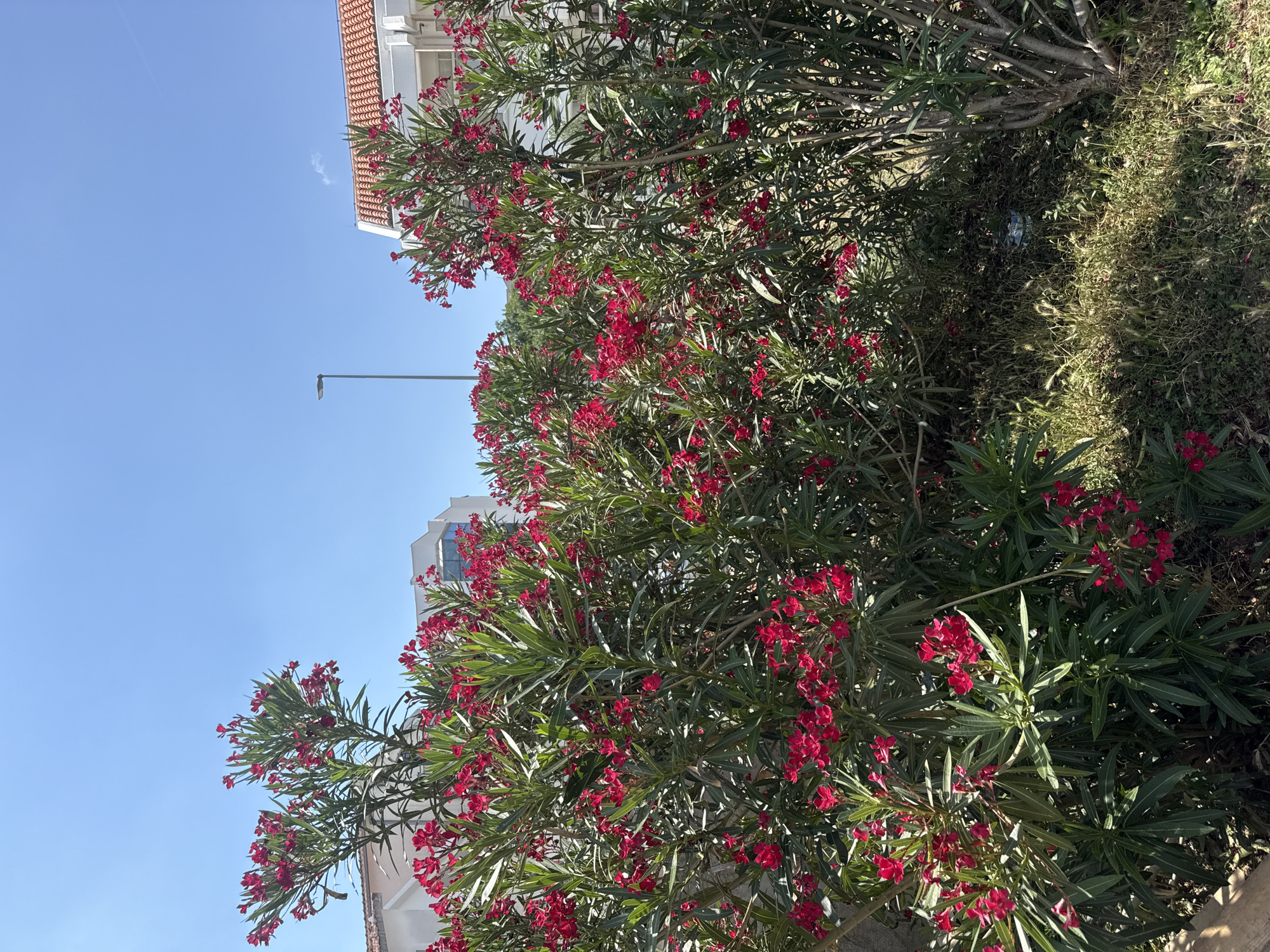 The image captures a bright, sunny day in Budva, Montenegro, with a clear blue sky dominating the upper portion. In the foreground, a lush, vibrant oleander bush is in full bloom, showcasing clusters of bright red flowers and long, narrow green leaves. The plant is dense and appears healthy.
Behind the foliage, parts of a modern building are visible. The building has a white facade and a terracotta-tiled roof, suggesting a residential or commercial structure common in Mediterranean settings. Further in the background, another building can be seen, also appearing to be a multi-story structure. A lamppost is visible against the sky, adding a touch of urban infrastructure to the scene.
The ground near the bush is covered in a mix of grass and dry vegetation, with a small, discarded piece of shiny foil or plastic visible nestled within the undergrowth, indicating some litter in the otherwise natural setting.
The overall impression is a snapshot of a pleasant day outdoors, highlighting the natural beauty of the flowering plant contrasted with the man-made structures of the town. The sunlight suggests it is likely midday or early afternoon. No people are visible in the image.