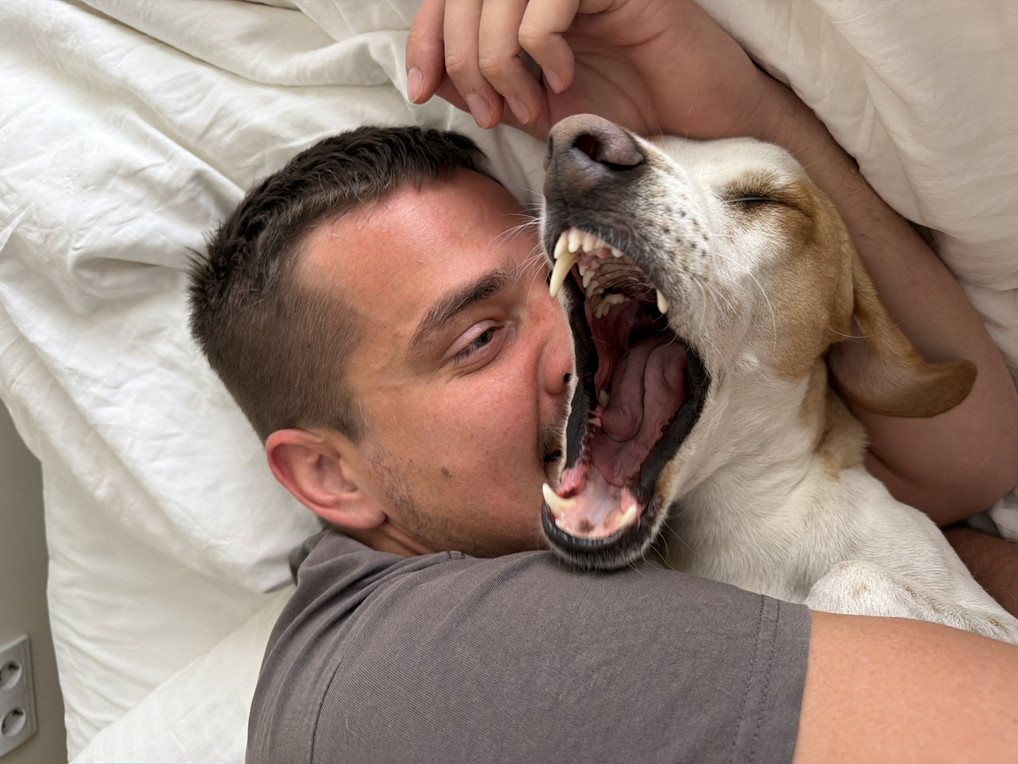 A man lies in a bed with white sheets, closely embracing a white and tan dog. The dog has its mouth wide open in what appears to be a yawn. The man's face is close to the dog's open mouth. The man is wearing a grey t-shirt. An electrical outlet is visible on the wall behind the bed. The location is unknown, however the user asked to list it as being in Budva, Montenegro, although this may not be accurate.
