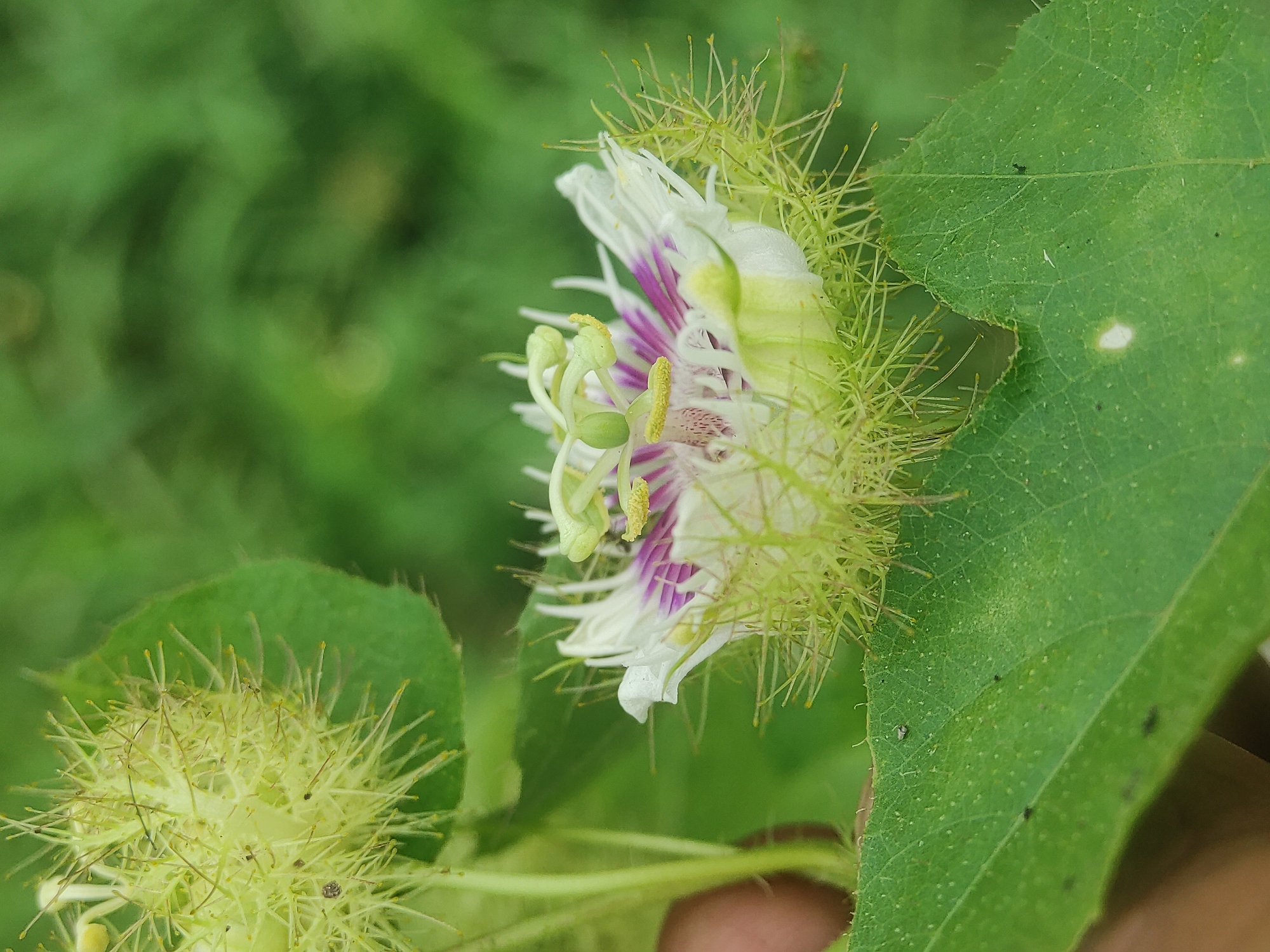 The image shows a close-up of a Passiflora foetida flower and foliage. The flower exhibits white petals with purple markings and a distinctive central structure. The flower is surrounded by a green, spiky calyx. A green leaf with slightly jagged edges is positioned near the flower, and another immature fruit covered with spikes is seen in the lower left corner. The background is a blurry green, suggesting more foliage. The specific location in Lhokseumawe, Indonesia, cannot be determined from the image alone.