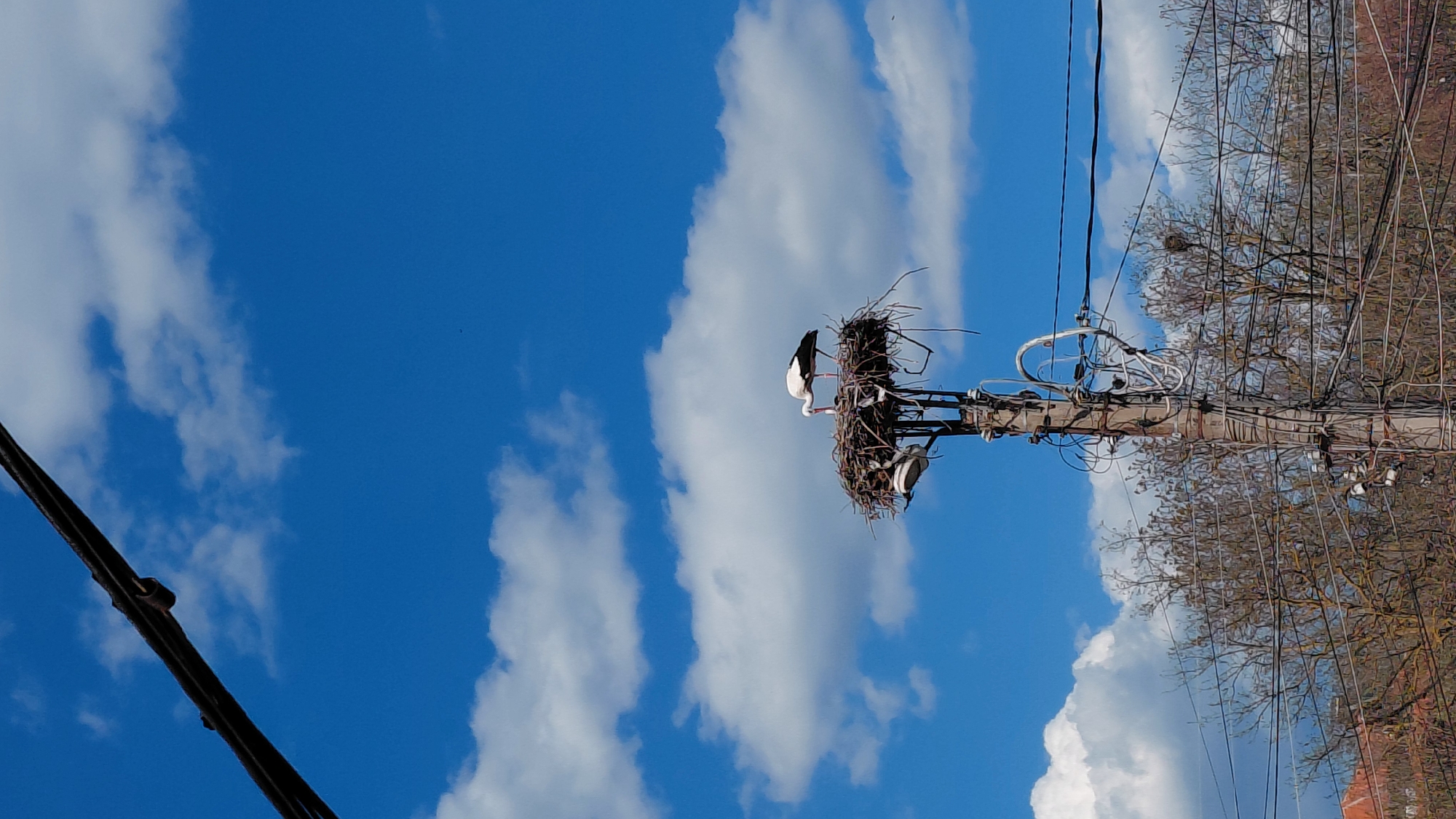 A low-angle, outdoor shot shows a bird's nest atop a utility pole, set against a bright blue sky dotted with white clouds.
The nest, a dense collection of twigs and branches, sits on a metal platform atop the pole. A bird with white plumage, black head and neck, and long beak is visible in the nest. Electrical wires are seen running along and around the pole, and some electrical equipment is visible. Bare branches of trees are seen in the background, adding to the urban landscape of an unknown city.