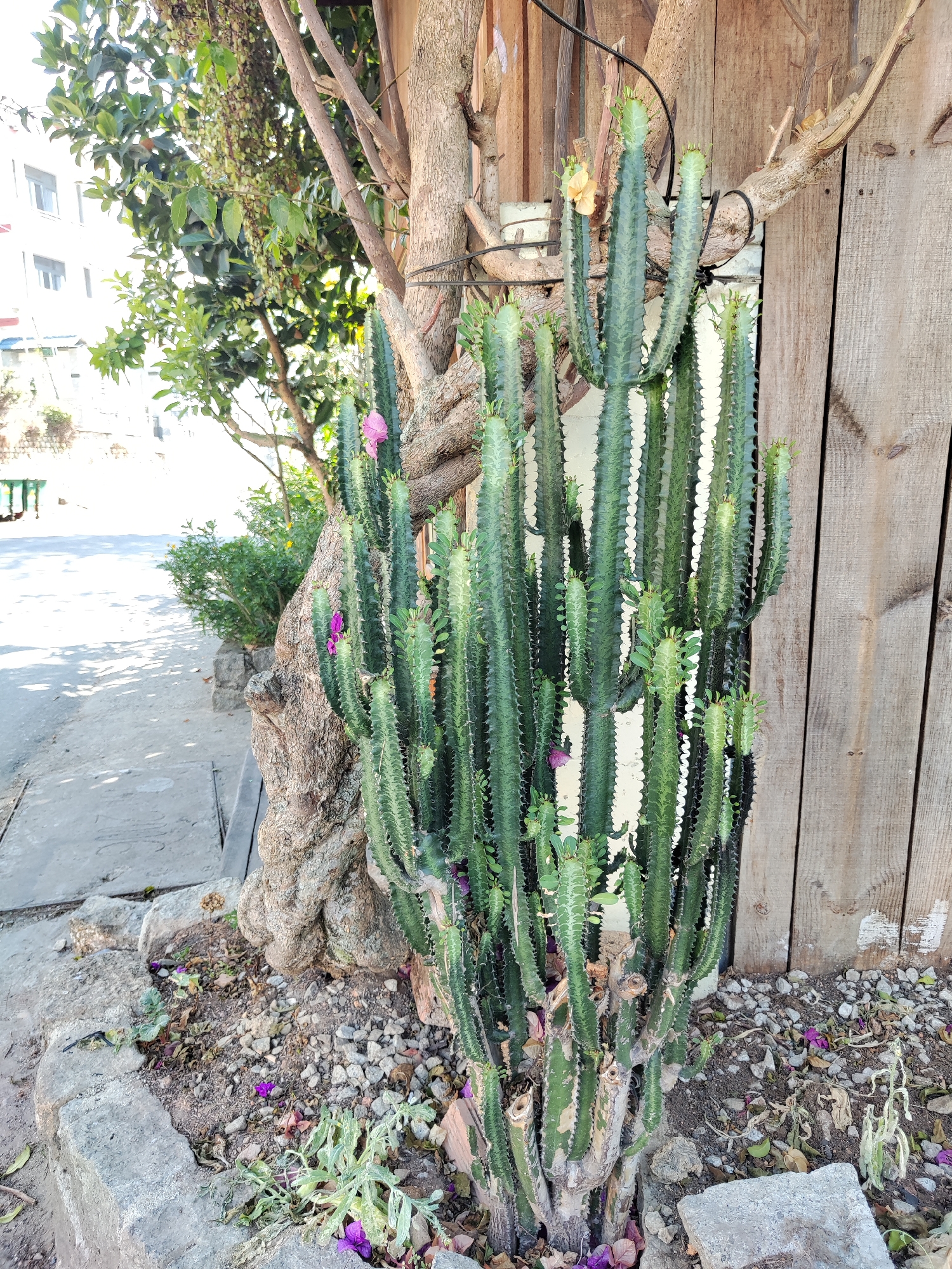 The image captures a tall, multi-stemmed cactus in a city setting, likely Xuân Hương - Đà Lạt, Vietnam. The cactus is green with prominent ridges and spines, growing in a bed of gravel and soil. It is located next to a textured tree trunk, which shows evidence of being part of the natural landscape, and a weathered, light-brown wooden fence, possibly delineating property boundaries. Some small purple flowers are scattered around the base of the cactus and a few are visible on the cactus itself. In the background, a building is partially visible, indicating an urban or suburban setting. The lighting suggests it is daytime.