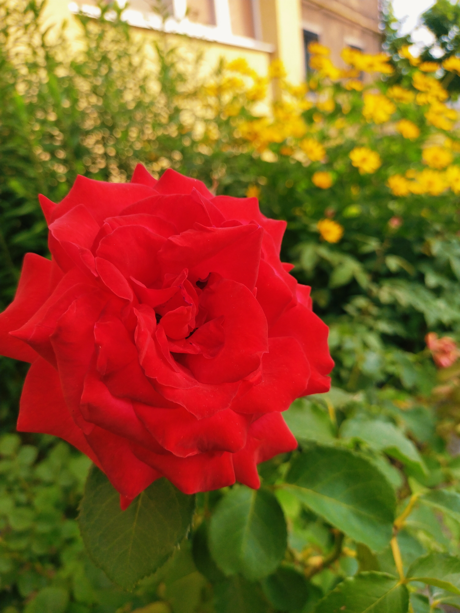 In Horishni Plavni, Ukraine, a close-up, eye-level view focuses on a vibrant red rose in the foreground. The rose is fully bloomed with layered petals in various shades of red, showcasing intricate textures and delicate curves. Its stem and a few green leaves are visible, adding to the natural beauty of the flower.
In the background, a lush garden provides a soft, blurred backdrop. This garden is filled with green foliage and dotted with numerous small, bright yellow flowers, suggesting a sunny day. Further back, a building with a light-colored facade and dark windows can be seen, indicating an urban or suburban setting within the city. The overall scene is one of natural beauty set against a backdrop of human habitation.