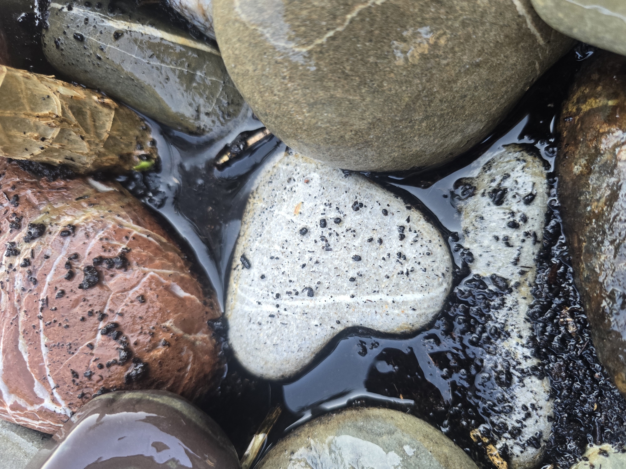 A close-up, high-angle shot captures a collection of wet, rounded stones partially submerged in dark, murky water. The stones vary in color and texture, with one prominent reddish-brown stone featuring white striations and dark speckles. Next to it, a heart-shaped, pale gray stone is speckled with black particles. Other stones are a muted green-gray and a deep brown. The water pools between the stones, reflecting the surrounding objects and creating a glossy sheen on their surfaces. Some small, dark debris and what appears to be a tiny green sprout are visible in the water. The scene is naturalistic, suggesting an outdoor environment such as a riverbed or shoreline.