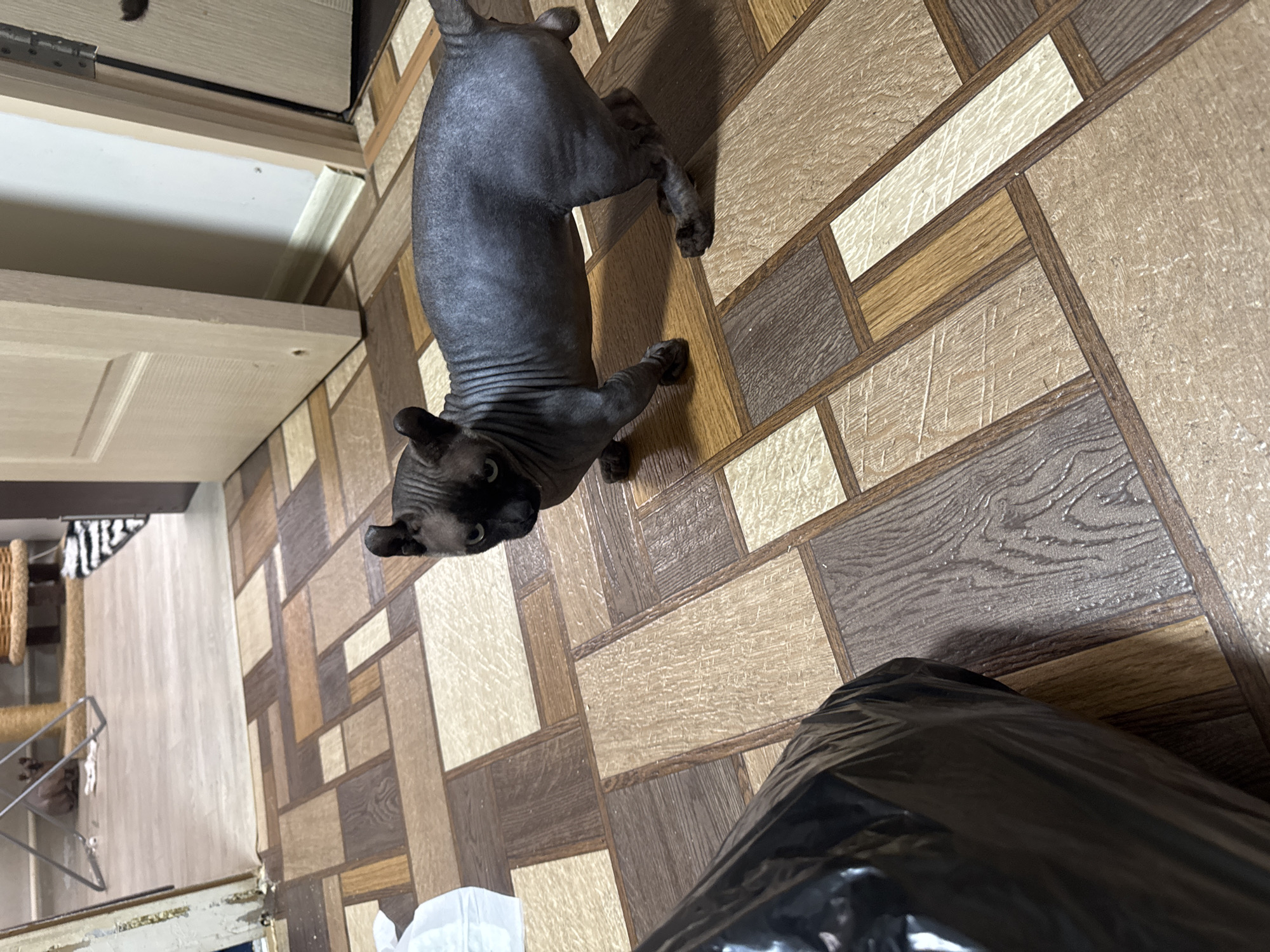 An indoor scene features a Sphynx cat with dark gray skin and wrinkled skin, standing on a floor with a patterned linoleum covering composed of rectangular tiles of varying brown and beige wood-grain designs. The cat is positioned on the right side of the image, looking slightly to the left. In the foreground, to the left, is a large, black, crinkled plastic trash bag. Further in the background, to the left, is a white plastic bag. The background also shows a doorway with a light-colored wooden door, partially open, revealing a sliver of wall. To the far left, out of focus, is what appears to be a cat tree with another cat on it. The lighting suggests an indoor environment, likely a residential space.
