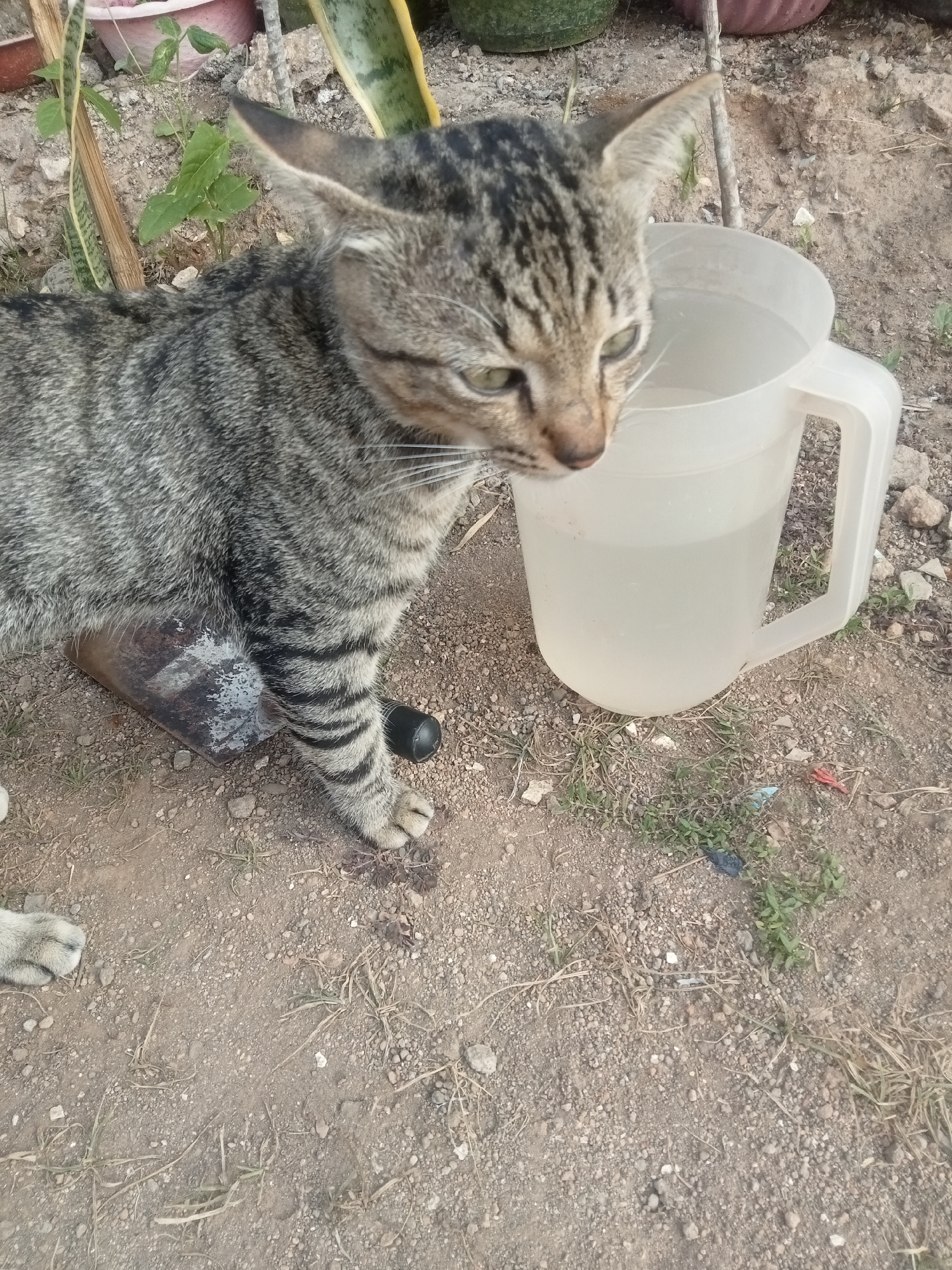 A tabby cat is standing on a dirt ground next to a large, translucent plastic pitcher filled with water. The cat is facing the pitcher, with its head tilted slightly. The background shows dry soil, some scattered rocks, and a few wilting plants in planters. In the foreground, a part of a shovel is visible beneath the cat's body. The scene appears to be an outdoor area, possibly a yard or a less maintained part of a property in Malang, Indonesia. There are no people visible in the image.