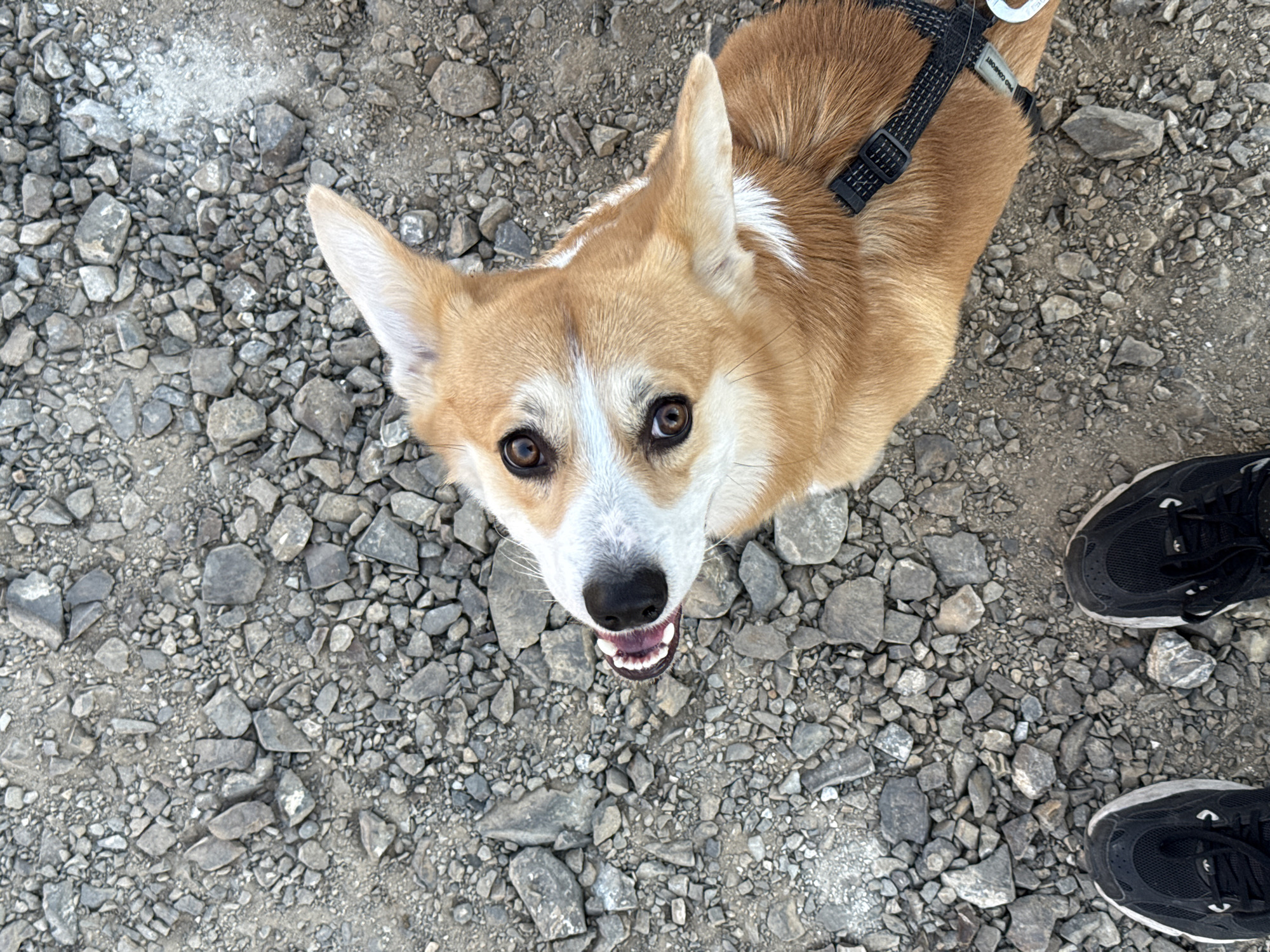 A high-angle shot depicts a tan and white corgi dog wearing a black harness, looking up at the camera with its mouth open and tongue slightly visible, against a background of gravel. The gravel consists of small to medium-sized gray and brown stones. A pair of black athletic shoes with white accents are visible in the lower right corner of the frame. The location is not identifiable based on the image.
