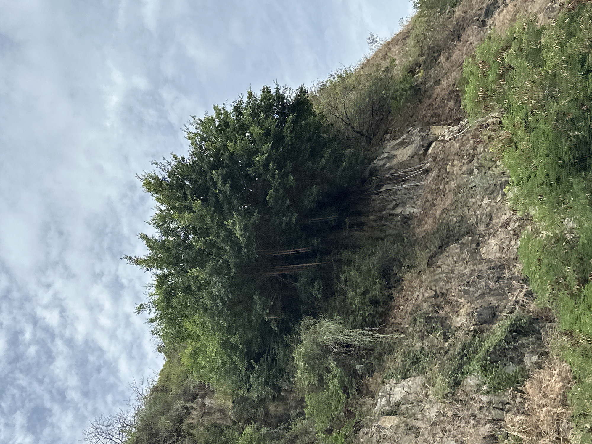 The image shows a rocky hillside covered in vegetation, with a large, dense tree dominating the scene. The hillside appears to be located in or near a natural area, evidenced by the rocks and varied plant life. The sky is visible above the tree, displaying a cloudy atmosphere. The image appears to be taken in the city of Bac Nha Trang Ward, Vietnam.