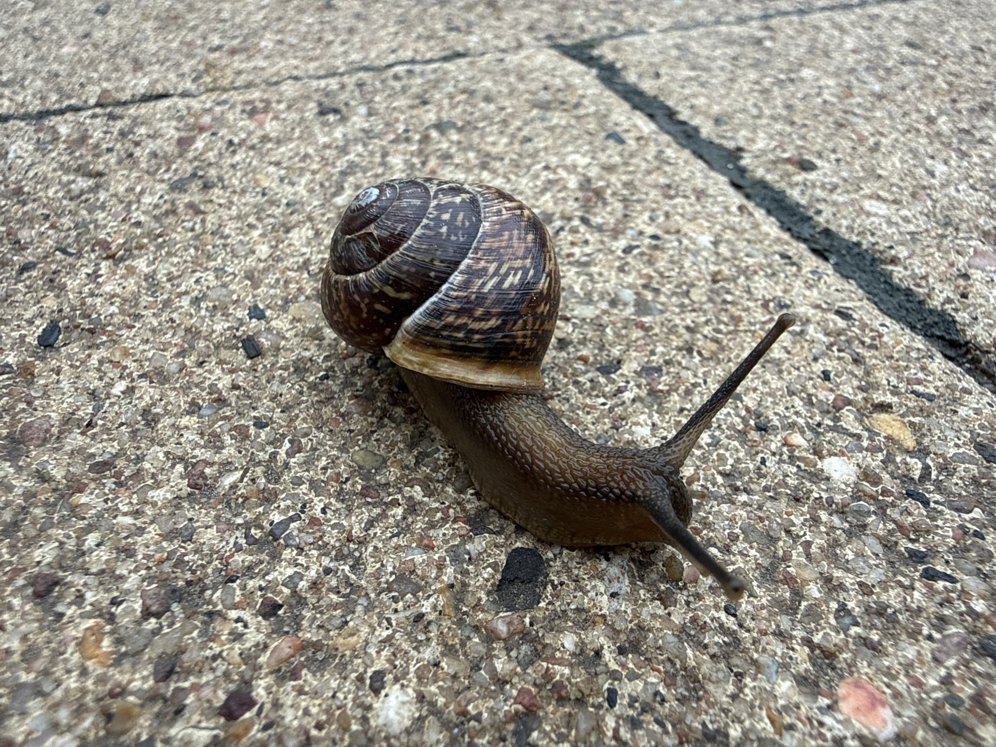 A close-up shot shows a snail on a speckled concrete surface. The snail's shell is brown with darker markings and swirling ridges. The snail's body is brown and textured, with two long antennae extending forward. The concrete surface is light gray with small, dark pebbles embedded in it. A dark, linear crack runs across the upper right of the frame.
There is no information in the picture that confirms the location is Moscow, Russia.