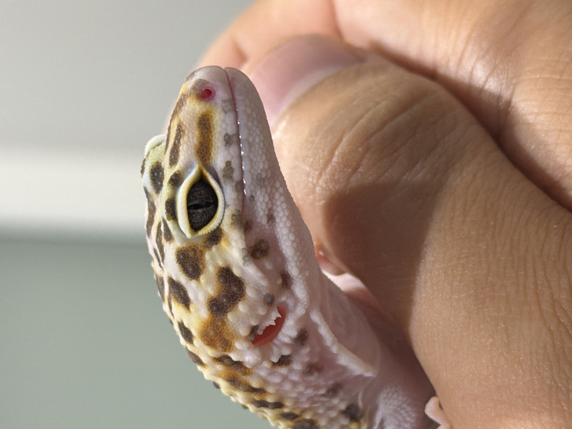 A close-up image shows a leopard gecko held in a person's hand. The gecko is positioned such that its head and eye are the primary focus. The gecko's skin is patterned with dark brown and tan spots on a lighter background. A small red mark is visible on the gecko's snout. The person's hand is visible in the background, with the skin's texture and slight folds apparent. The background is blurred and appears to be a light, neutral color. There is no location specified in the image, therefore no connection to Izhevsk, Russia can be made.