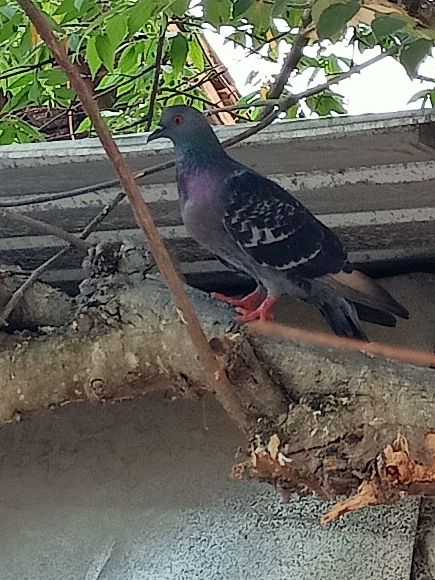 A pigeon is perched on a tree branch that is resting on a corrugated roof. The pigeon has dark grey and iridescent purple plumage, with white markings on its wings. Its feet are bright orange-red. In the background, green leaves from a tree hang above the scene. The scene appears to be outdoors, possibly in a residential area of Kendung, Indonesia.