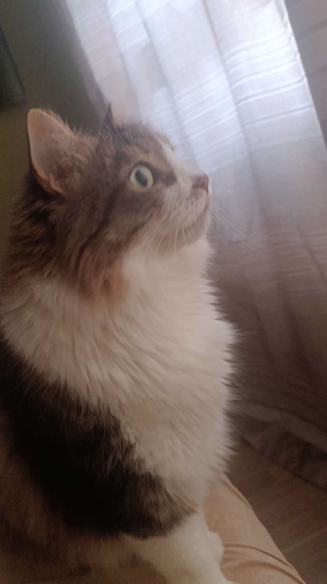A medium-shot, eye-level, indoor photograph shows a long-haired cat looking to its right. The cat's fur is a mix of grey, white, and brown, with prominent white fur around its neck and chest. The cat's eyes are large and greenish-yellow. The background is out of focus, appearing to be a window with light-colored curtains. The lighting is dim, casting a soft glow on the cat's fur.