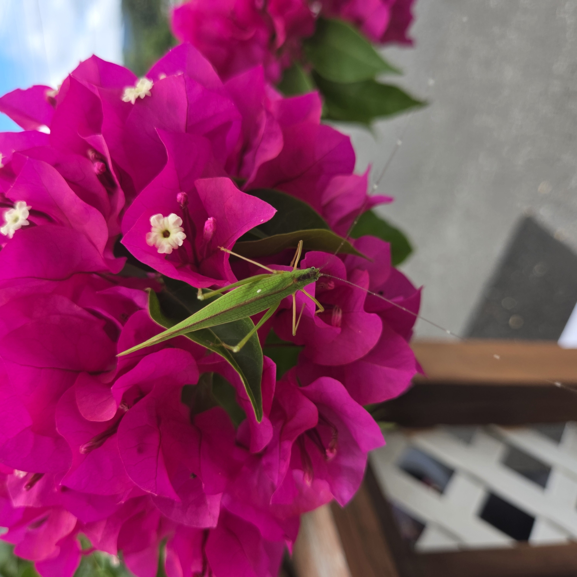 A green grasshopper is perched on a cluster of bright pink bougainvillea flowers. The grasshopper is positioned in the center of the frame, facing left, with its long antennae extended. Its body is a vibrant green, with thin red stripes running down its back and a small white spot on its side. The bougainvillea flowers are a deep magenta color, with some small white flowers visible among them. The background is a blur of green leaves and a gray, textured surface, with a hint of blue sky at the top right. The scene appears to be outdoors, possibly in a garden or on a balcony.