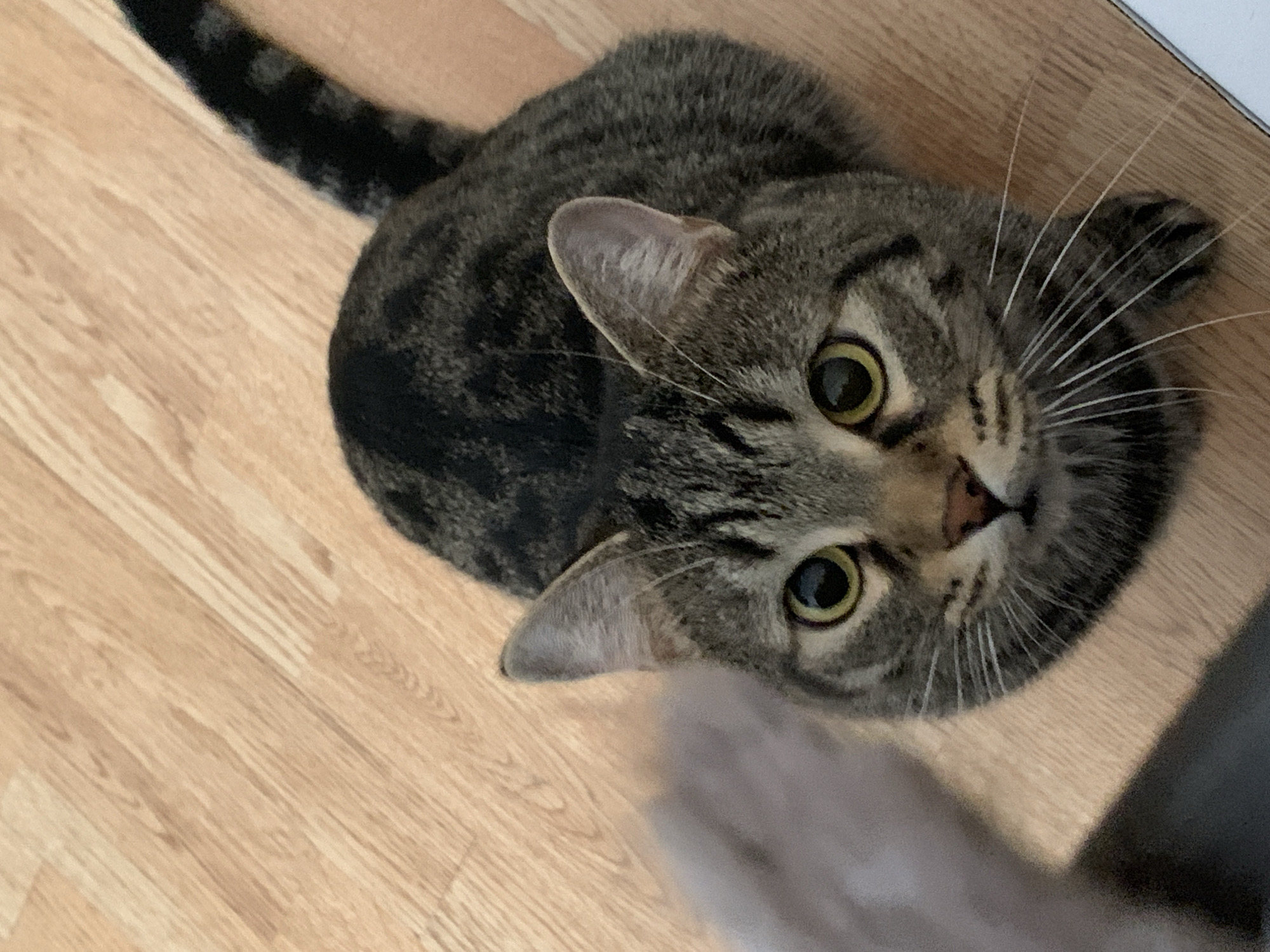 A tabby cat with yellow eyes and a striped tail is looking up at the camera. The cat is sitting on a light-colored wooden floor. The lower right corner of the image shows a partial view of a blurry gray object. There is no information available to indicate the location is the city of Stavropol, Russia.