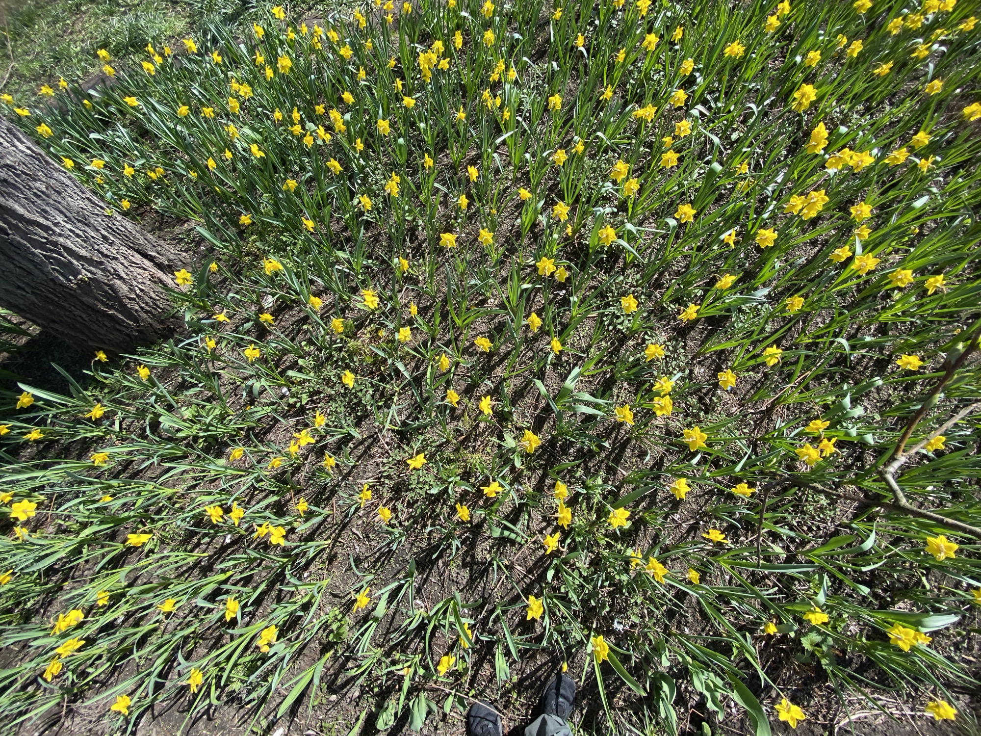 A high-angle shot captures a dense patch of numerous small yellow daffodils blooming outdoors. The vibrant yellow flowers, each with distinct petals and a trumpet-shaped corona, are interspersed among bright green, blade-like foliage. The ground consists of dark soil with some sparse green growth.
On the left side of the frame, a large, gnarled tree trunk or log lies horizontally, displaying its textured, rough bark. At the bottom center, a person's feet, clad in dark sneakers and light-colored pants, are visible, indicating their presence standing near or within the flower patch. A thin, bare branch extends into the frame from the right.
The scene is illuminated by bright daylight, casting strong, distinct shadows from the daffodil stems and the tree trunk across the ground, suggesting sunny weather, likely during midday or early afternoon. The profusion of blooming daffodils indicates springtime in Moscow, Russia, where the image was taken. The overall impression is one of natural beauty and the freshness of spring. No visible text is present in the image.